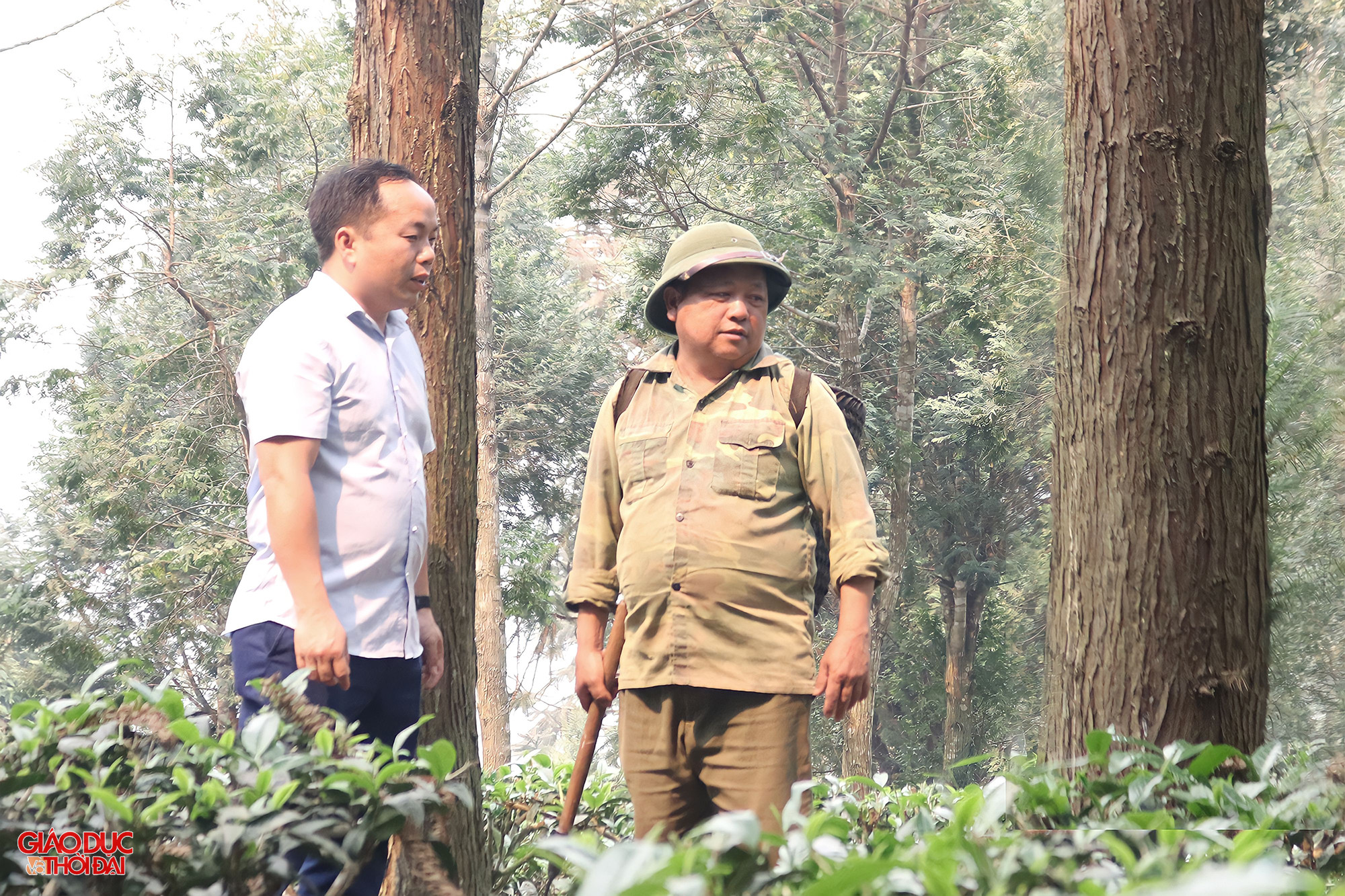 Bên dưới tán rừng, ông Chống (bên phải) còn trồng thêm chè Shan tuyết kết hợp với chăn nuôi. Ảnh: Phạm Tâm