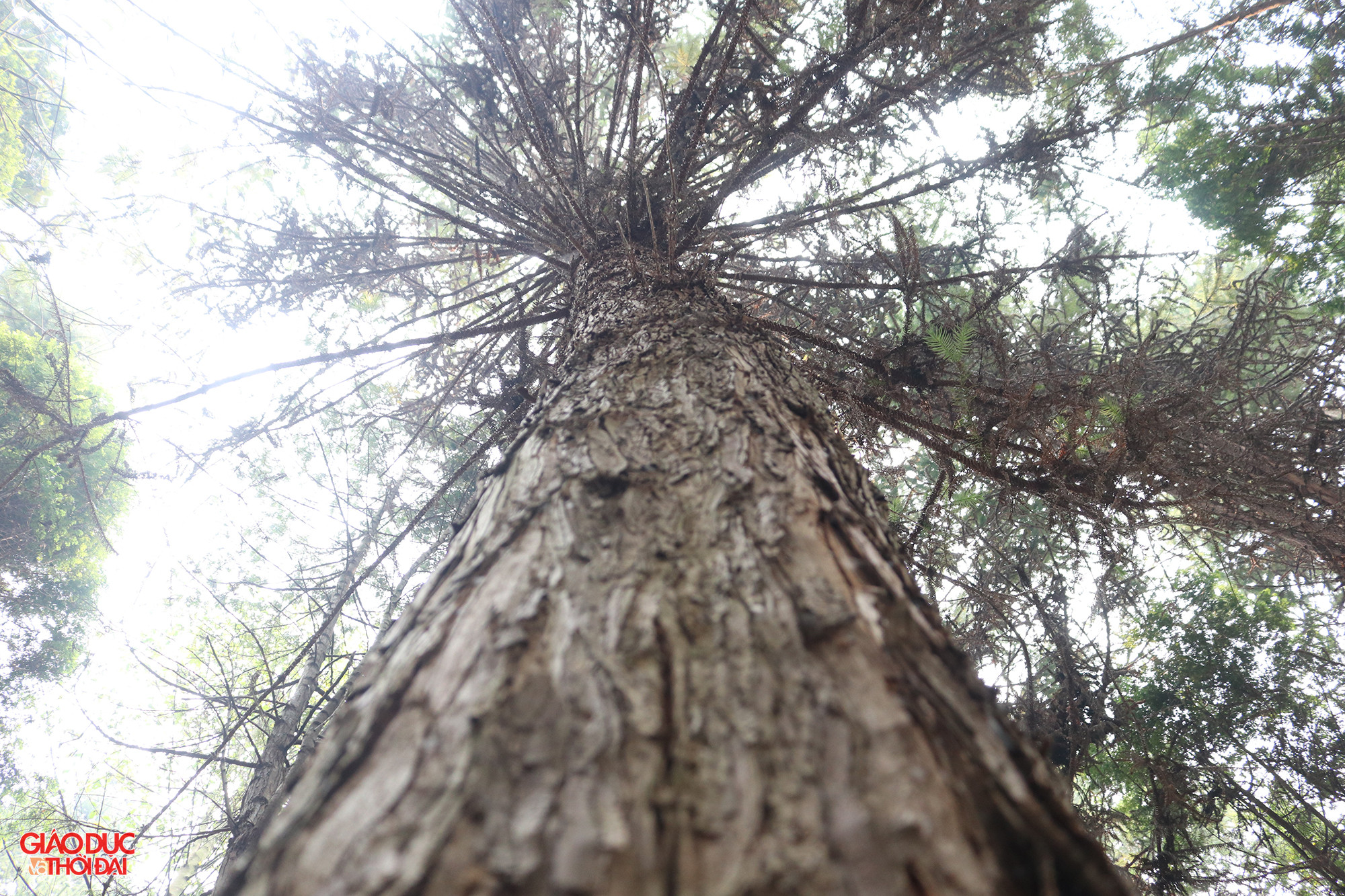 Cây pơ mu và sa mu là 2 loại gỗ quý, cùng họ với hoàng đàn. Do mùi thơm đặc trưng, vân gỗ đẹp và đặc tính không bị mối mọt nên thường được sử dụng để làm các đồ tạo tác mĩ thuật, các loại đồ gia dụng. Ảnh: Phạm Tâm.