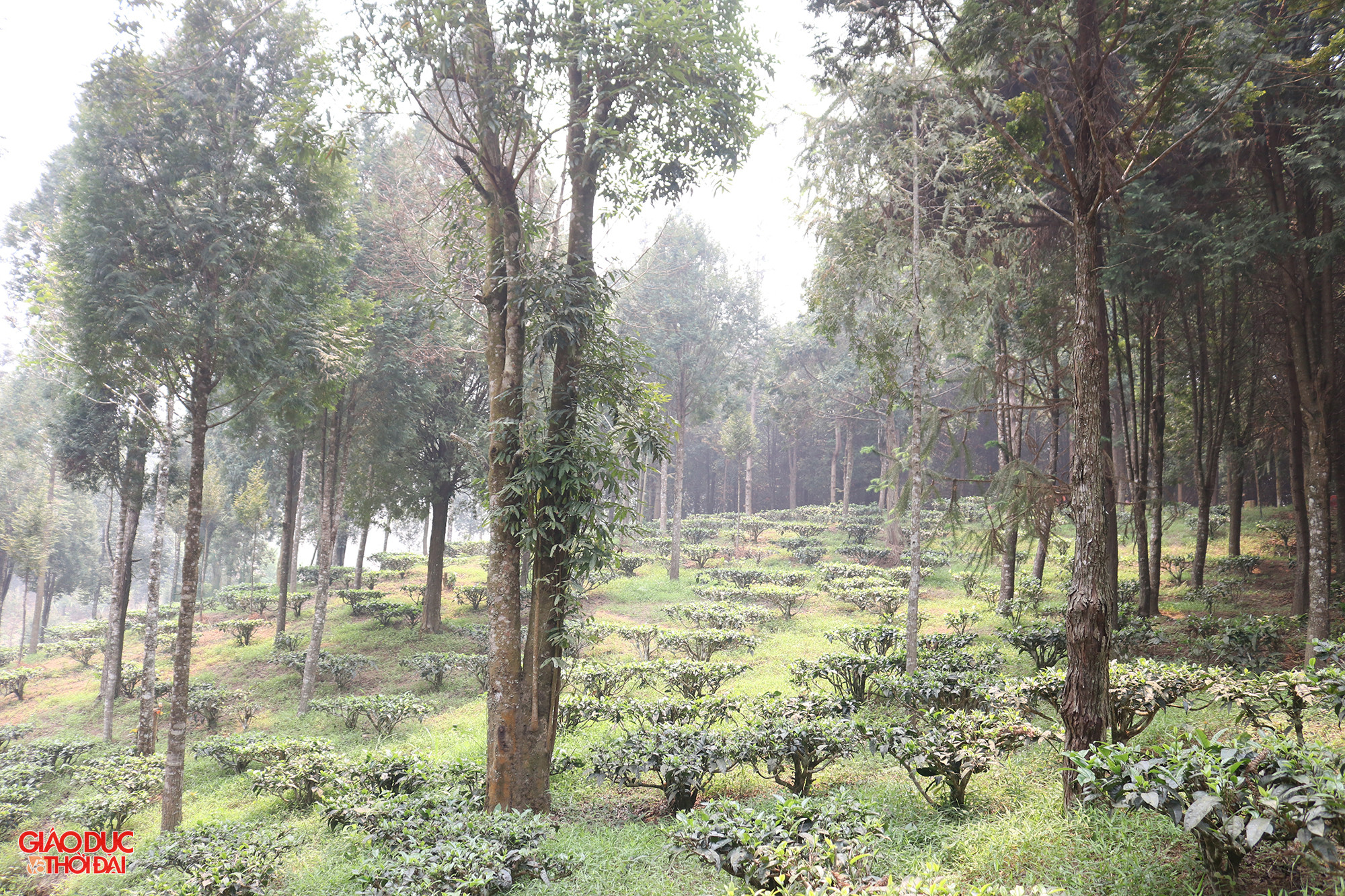 Không chỉ mang lại hiệu quả kinh tế cao, mô hình trồng rừng của ông Chống còn tạo vẻ đẹp cảnh quan. Ảnh: Phạm Tâm.