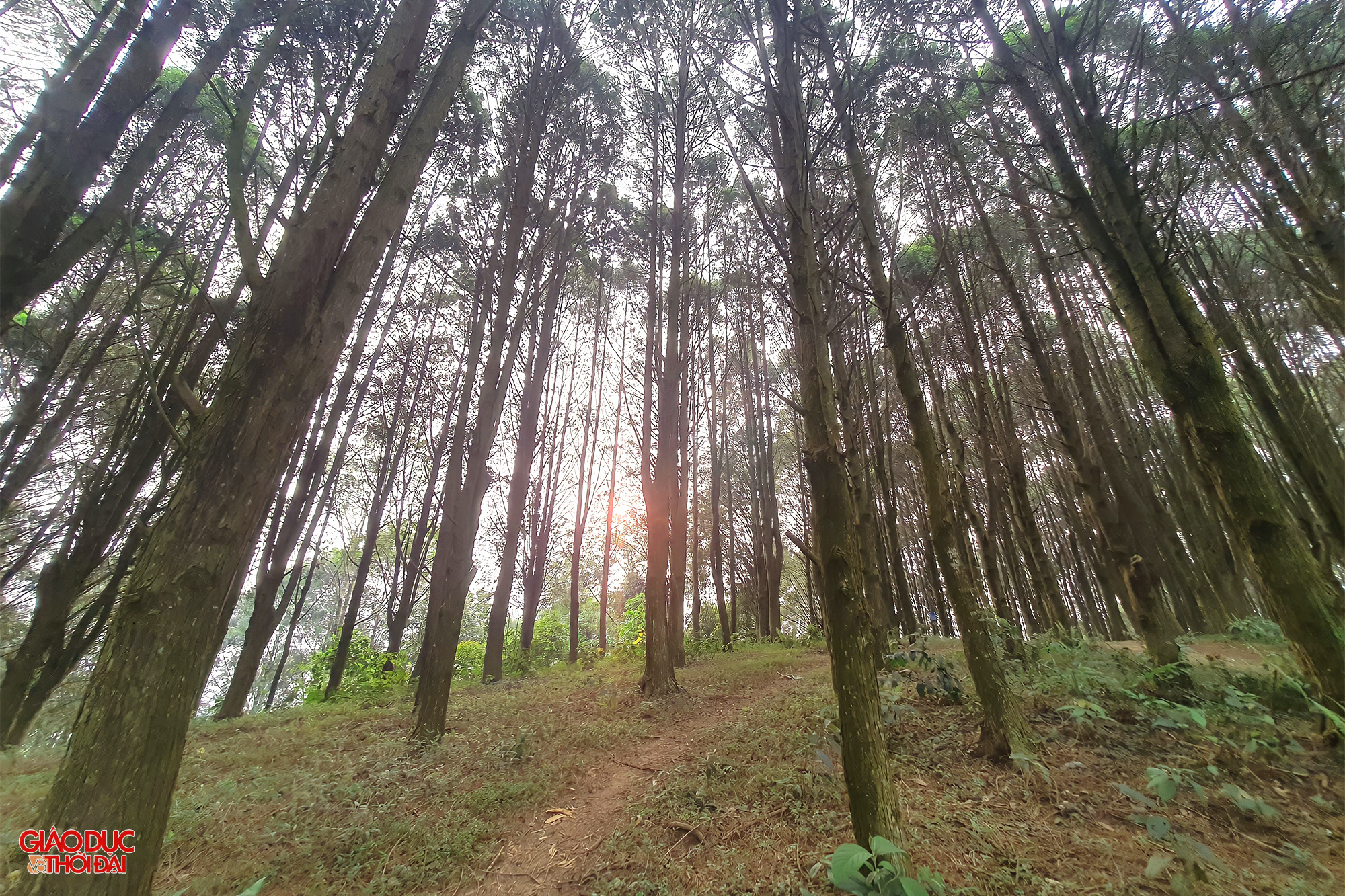 Tận dụng vẻ đẹp "trời ban" của những cánh rừng pơ mu và sa mu, người dân huyện miền núi Kỳ Sơn đang muốn biến nơi đây thành những địa điểm tham quan du lịch, qua đó phát triển kinh tế. Ảnh: Phạm Tâm.