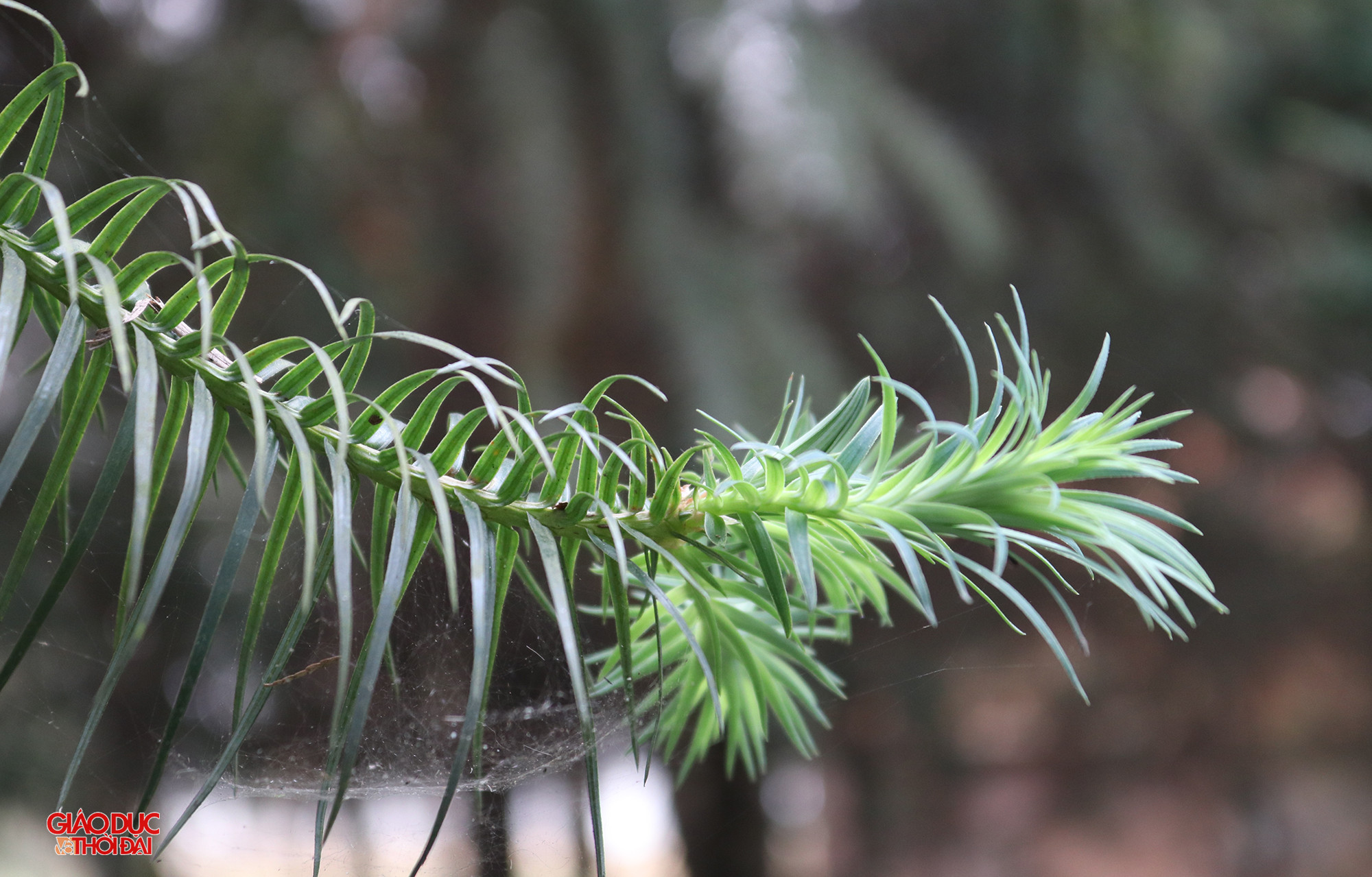 Hiện nay, số lượng 2 loài cây còn lại rất ít và phân bố ở một số khu vực hẹp với số lượng không nhiều thuộc các tỉnh Hà Giang, Sơn La, Thanh Hóa và nhiều nhất tại Nghệ An. Ảnh: Phạm Tâm.