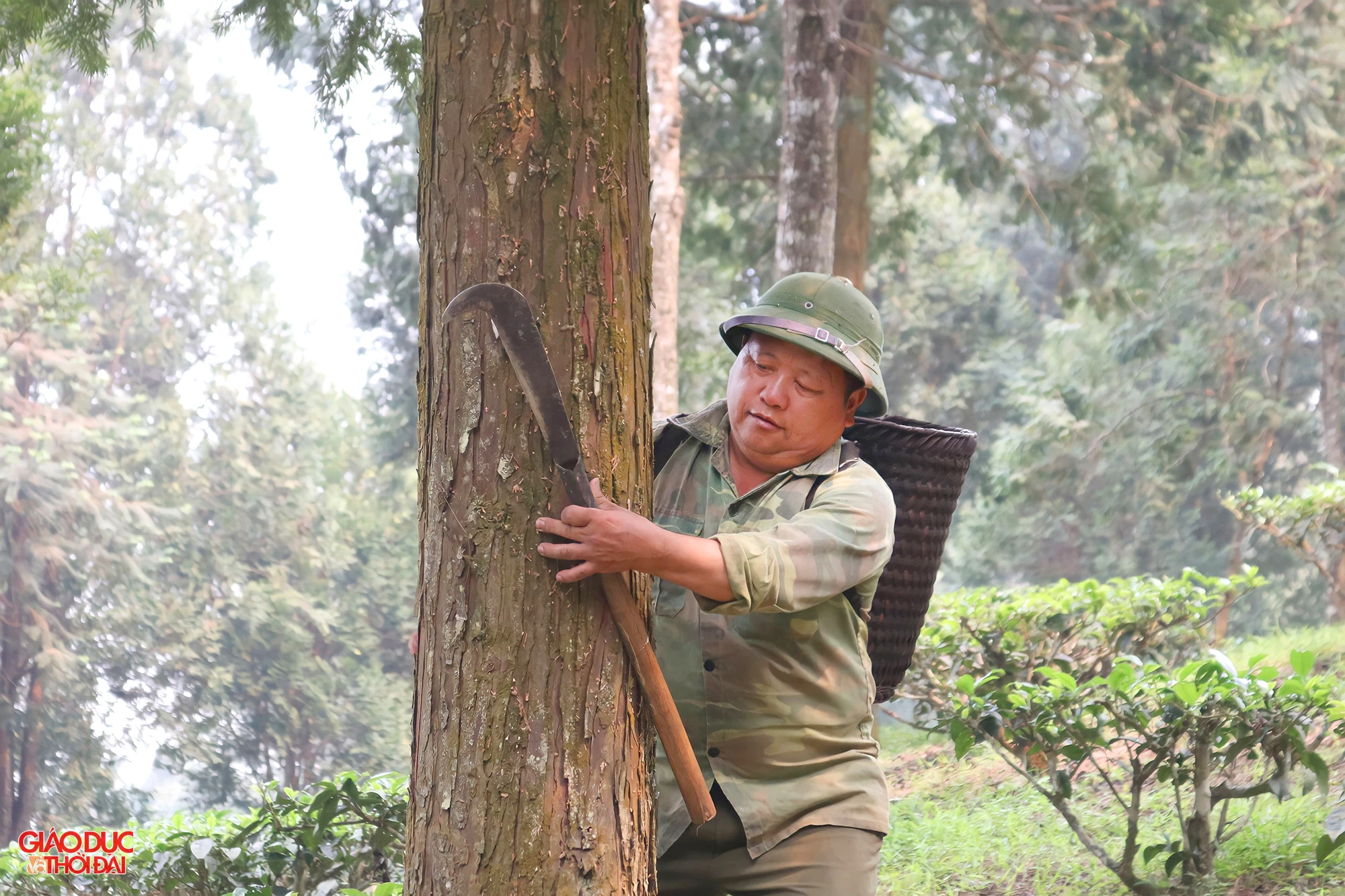 Ông Vừ Vả Chống bên những gốc cây pơ mu do ông trồng cách đây 20 năm. Ảnh: Phạm Tâm.