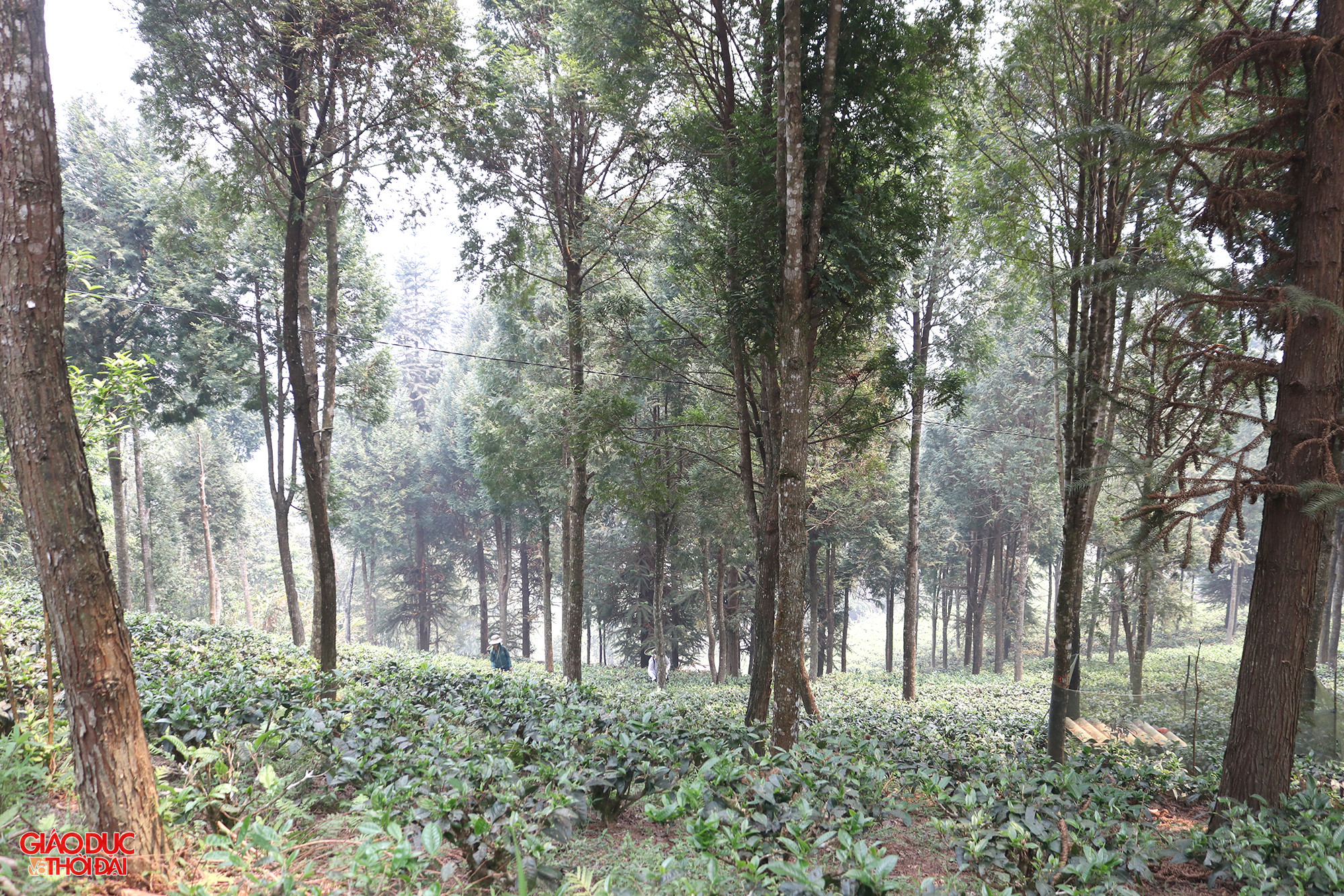 Cánh rừng pơ mu và sa mu gần của gia đình Vừ Vả Chống. Ảnh: Phạm Tâm