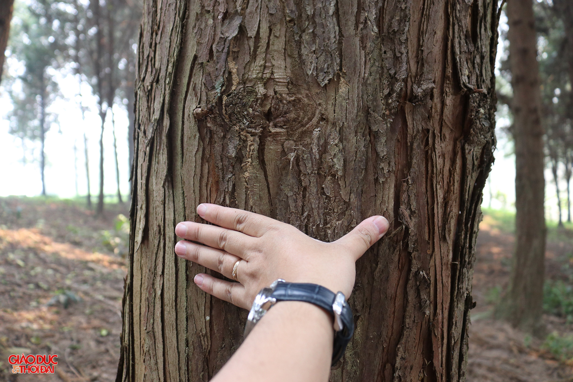 Pơ mu và sa mu được đưa vào Sách Đỏ Việt Nam, hiện nay đang được xếp vào Danh mục thực vật Nhóm IA - nhóm nguy cấp, quý, hiếm. Ảnh: Phạm Tâm.