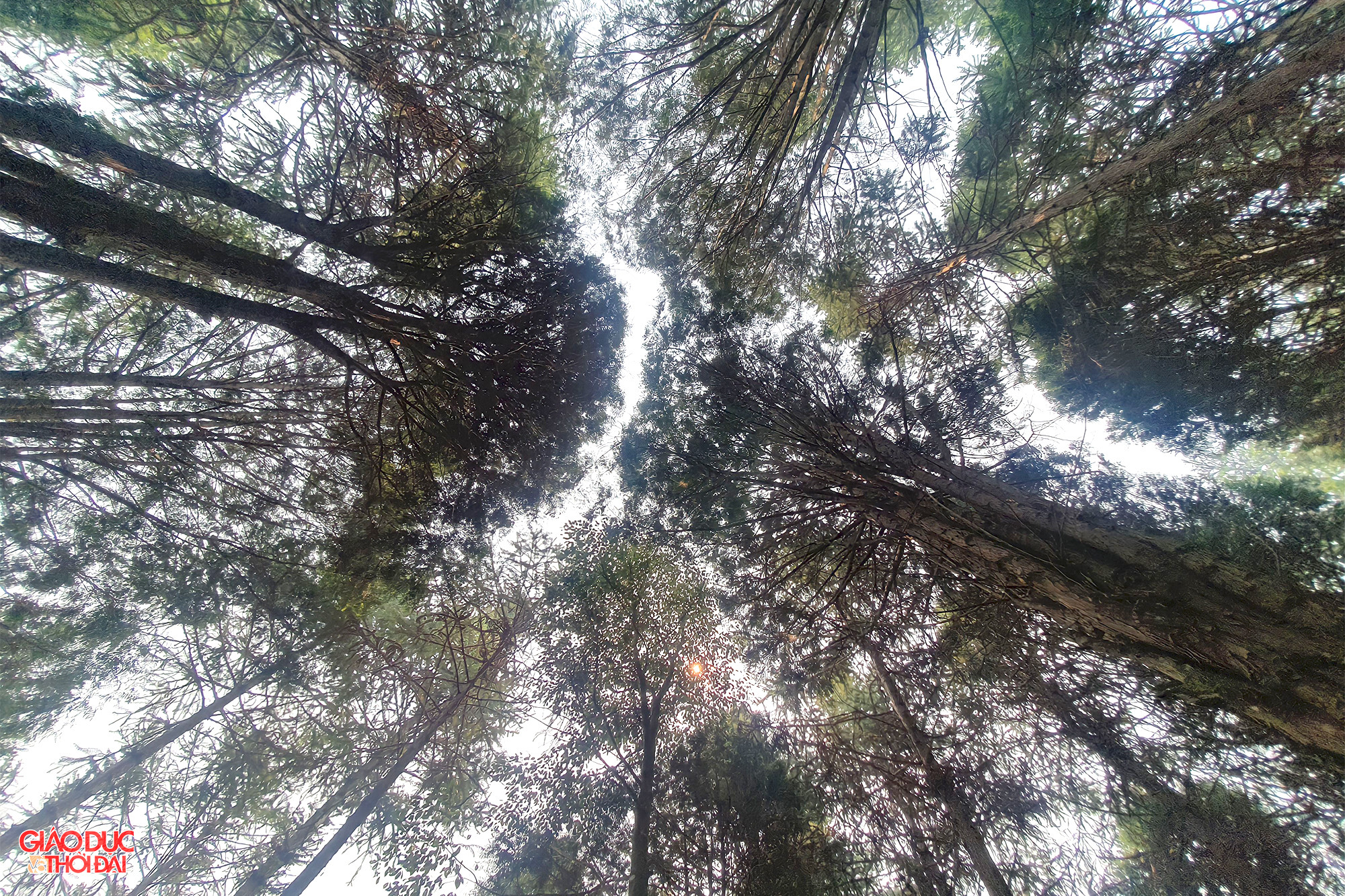 Những cây pơ mu, sa mu 20 năm tuổi cao hàng chục mét, thân tròn đường kính từ 30-50cm. Ảnh: Phạm Tâm