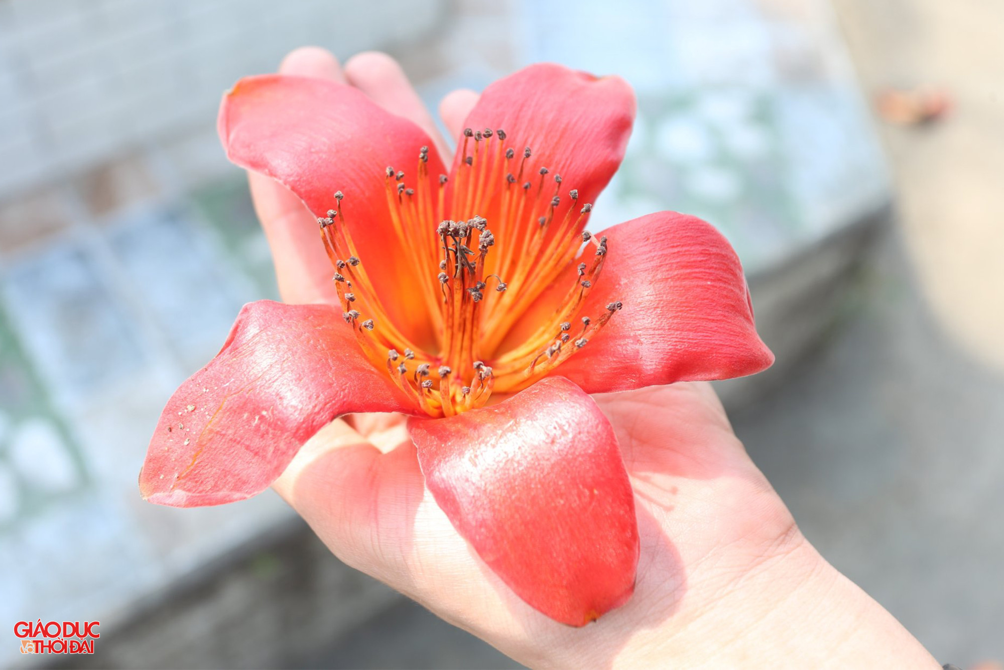 Hoa gạo còn được gọi là hoa mộc miên. Hoa có 5 cánh, màu sắc đỏ thắm. Hoa bắt đầu nở từ đầu tháng 3 và kéo dài đến giữa tháng 4. Ảnh: Phạm Tâm.