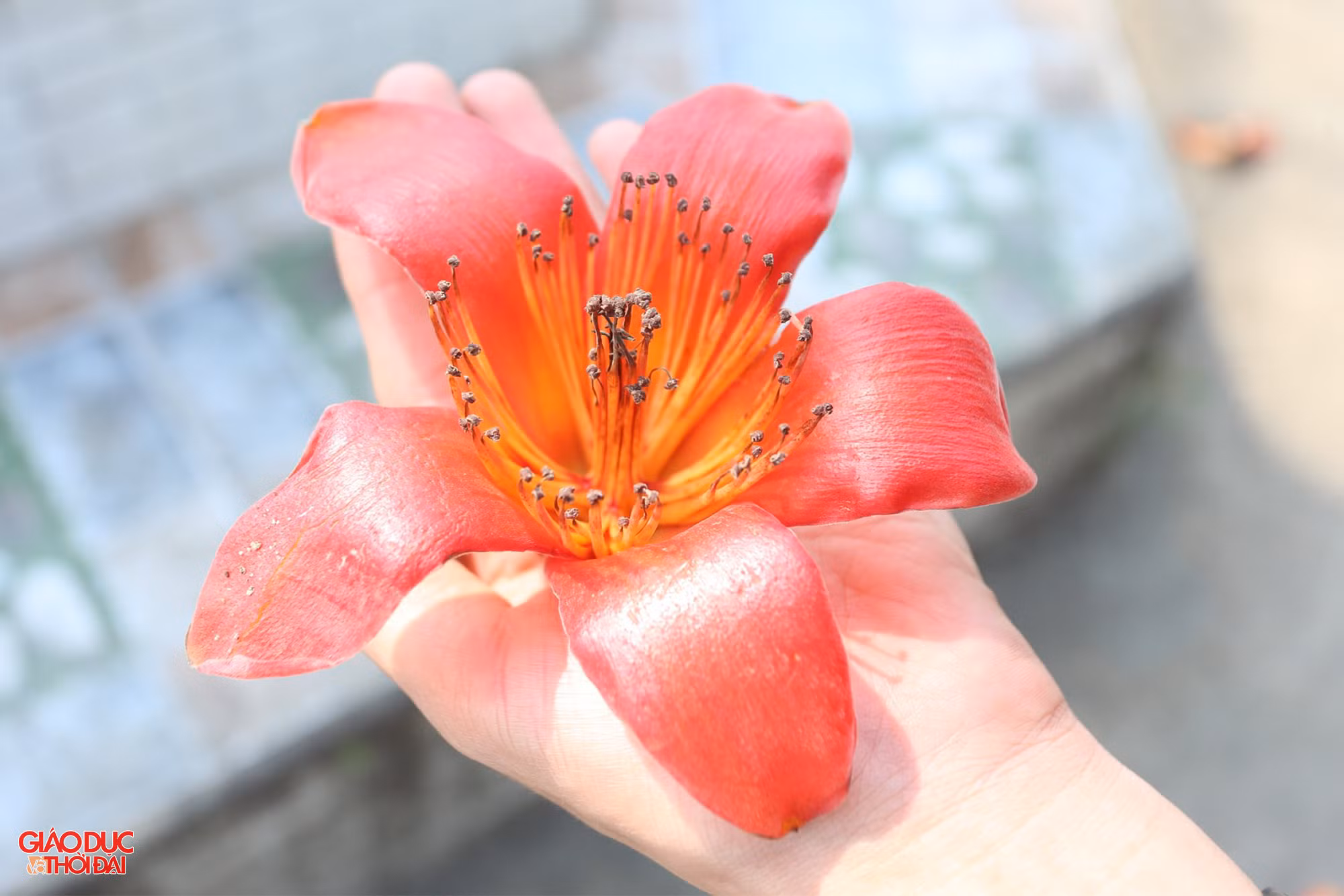 Hoa gạo còn được gọi là hoa mộc miên. Hoa có 5 cánh, màu sắc đỏ thắm. Hoa bắt đầu nở từ đầu tháng 3 và kéo dài đến giữa tháng 4. Ảnh: Phạm Tâm.