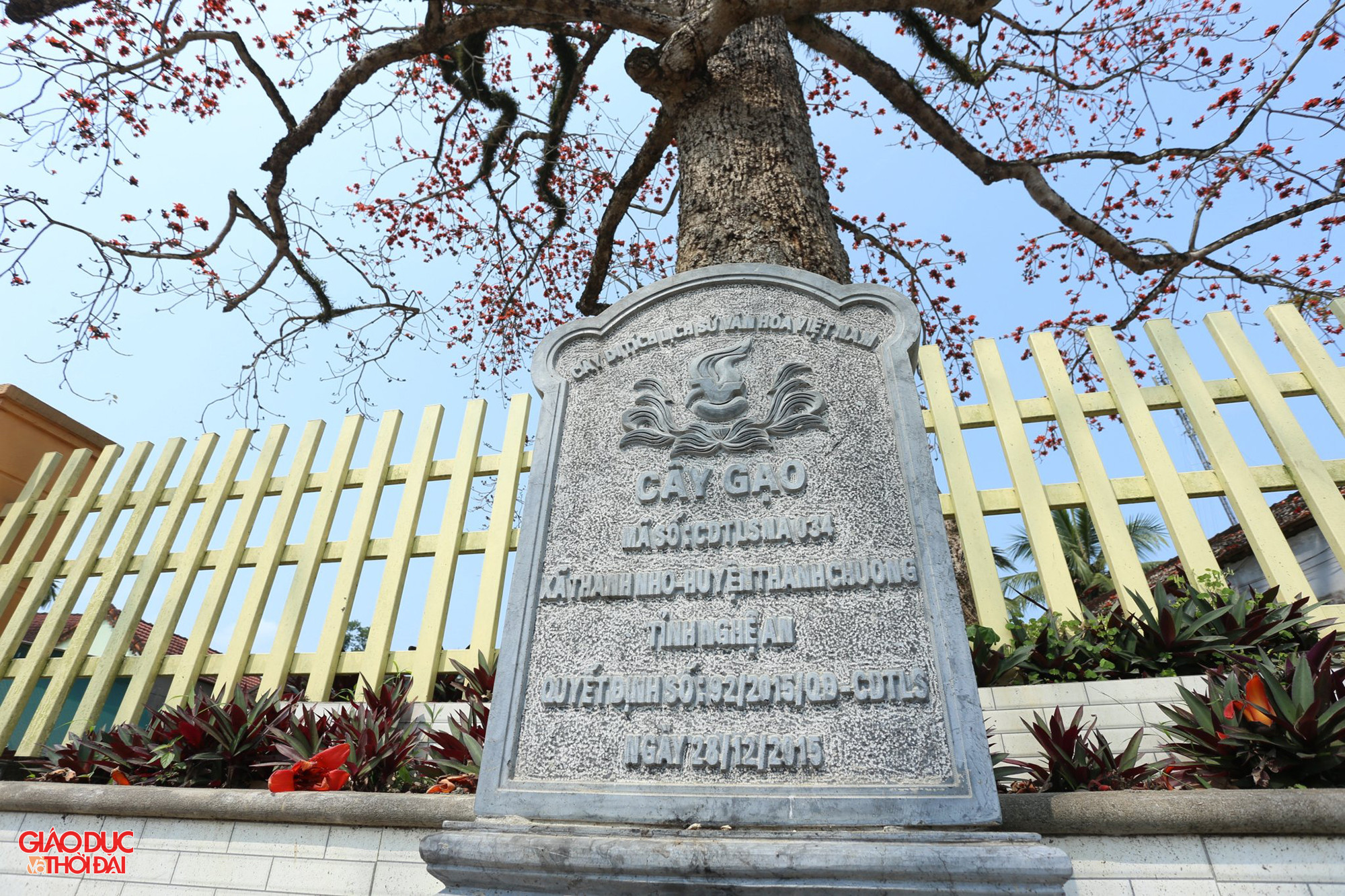 Cuối năm 2015, cây gạo Thanh Nho được công nhận là Cây Di tích lịch sử văn hóa Việt Nam. Chính quyền và người dân địa phương xem cây gạo là chứng tích gắn liền với nhiều sự kiện quan trọng của quê hương. Để làm đẹp, người dân đã xây bồn tam cấp bao quanh, trồng hoa làm đẹp và bảo vệ cây. Ảnh: Phạm Tâm.