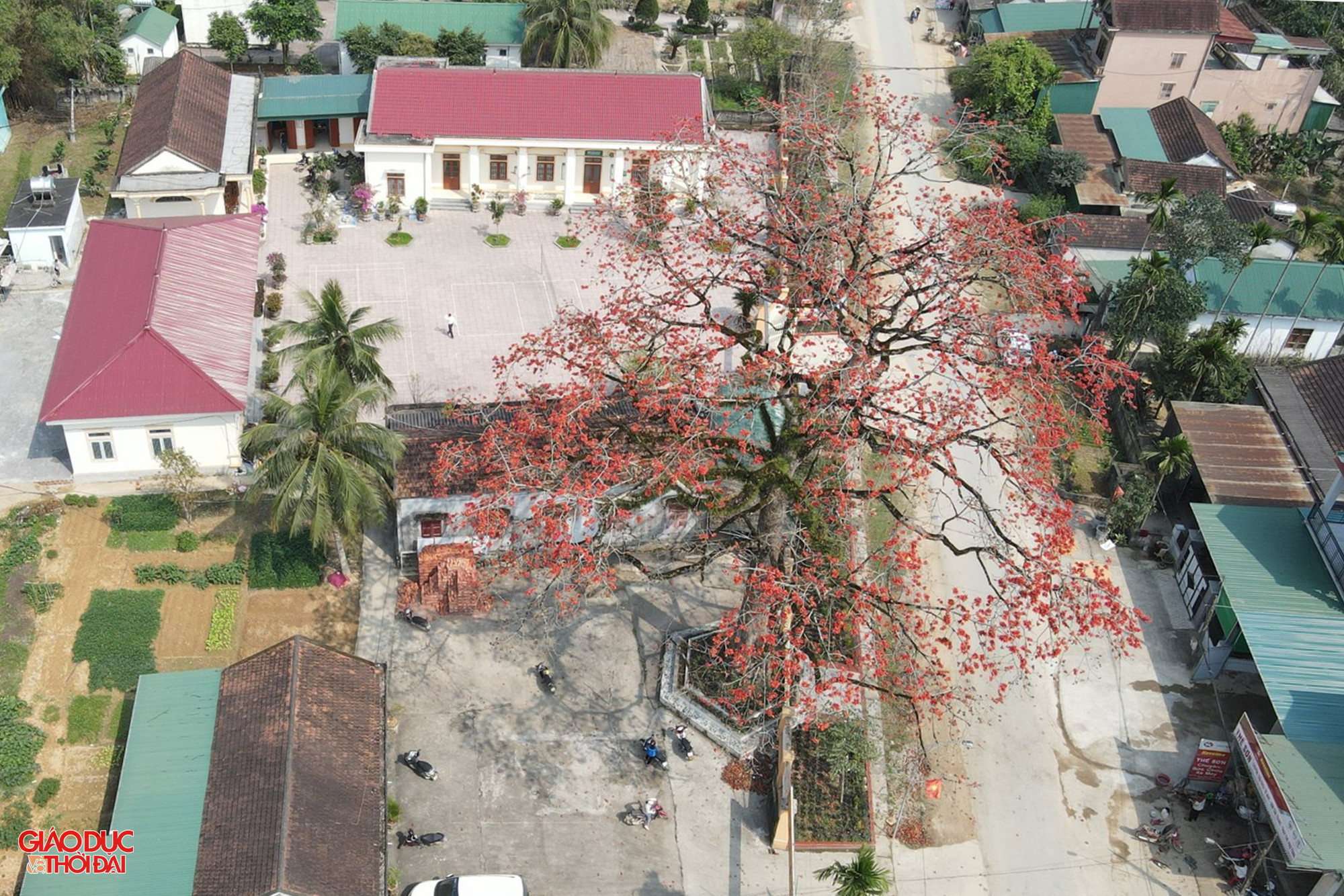 Cây hoa gạo cổ thụ nằm cạnh trụ sở UBND xã Thanh Nho (huyện Thanh Chương, Nghệ An) nở hoa đỏ rực rỡ, tô điểm cho một vùng quê. Ảnh: Phạm Tâm.