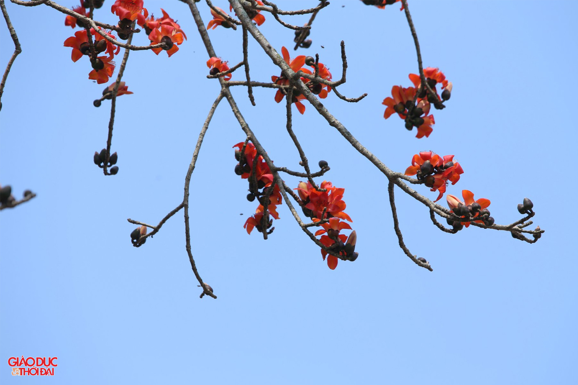 &quot;Năm nào cây gạo này cũng nở hoa nhiều và rất đẹp. Ai đi ngang qua cũng phải ngước nhìn. Tán cây đều, rộng, có lẽ cây này đẹp nhất tỉnh Nghệ An&quot;, anh Tuấn, nhà gần cây hoa gạo cổ thụ chia sẻ. Ảnh: Phạm Tâm.