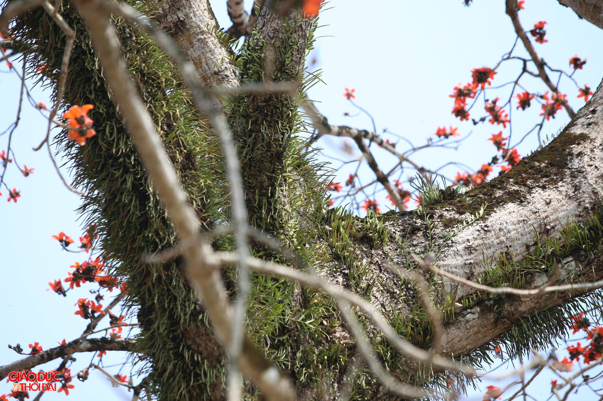Trên thân cây gạo phủ rong rêu và nhiều loài cây ký sinh làm cho cây gạo thêm phần cổ kính. Ảnh: Phạm Tâm.