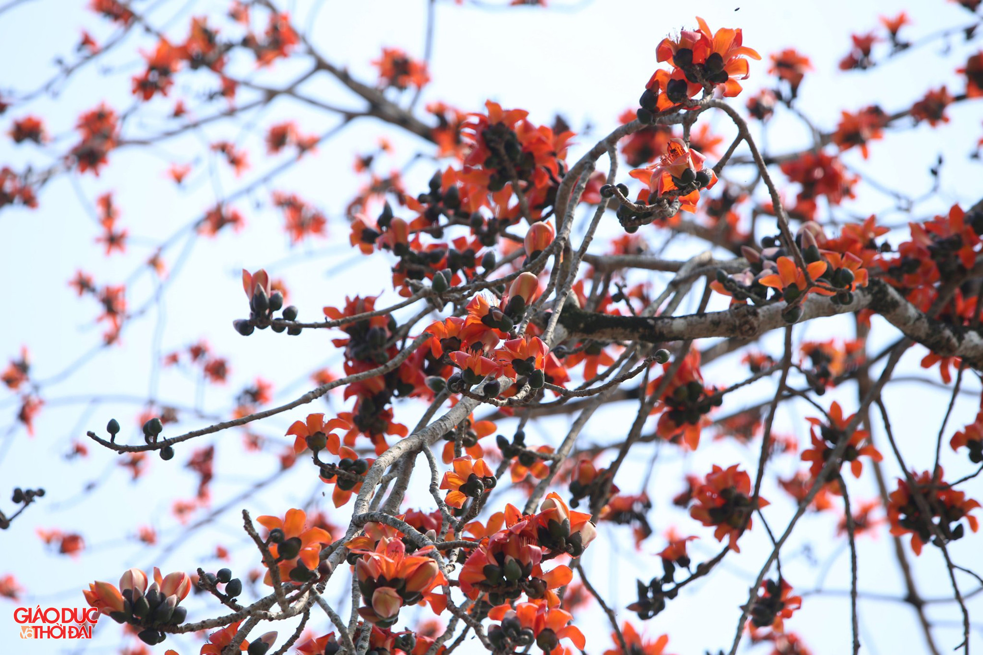Cây gạo cổ thụ cao khoảng 30m, tỏa bóng sum suê, hoa nở thành từng chùm lớn khiến ai đi qua cũng phải ngước nhìn. Ảnh: Phạm Tâm.