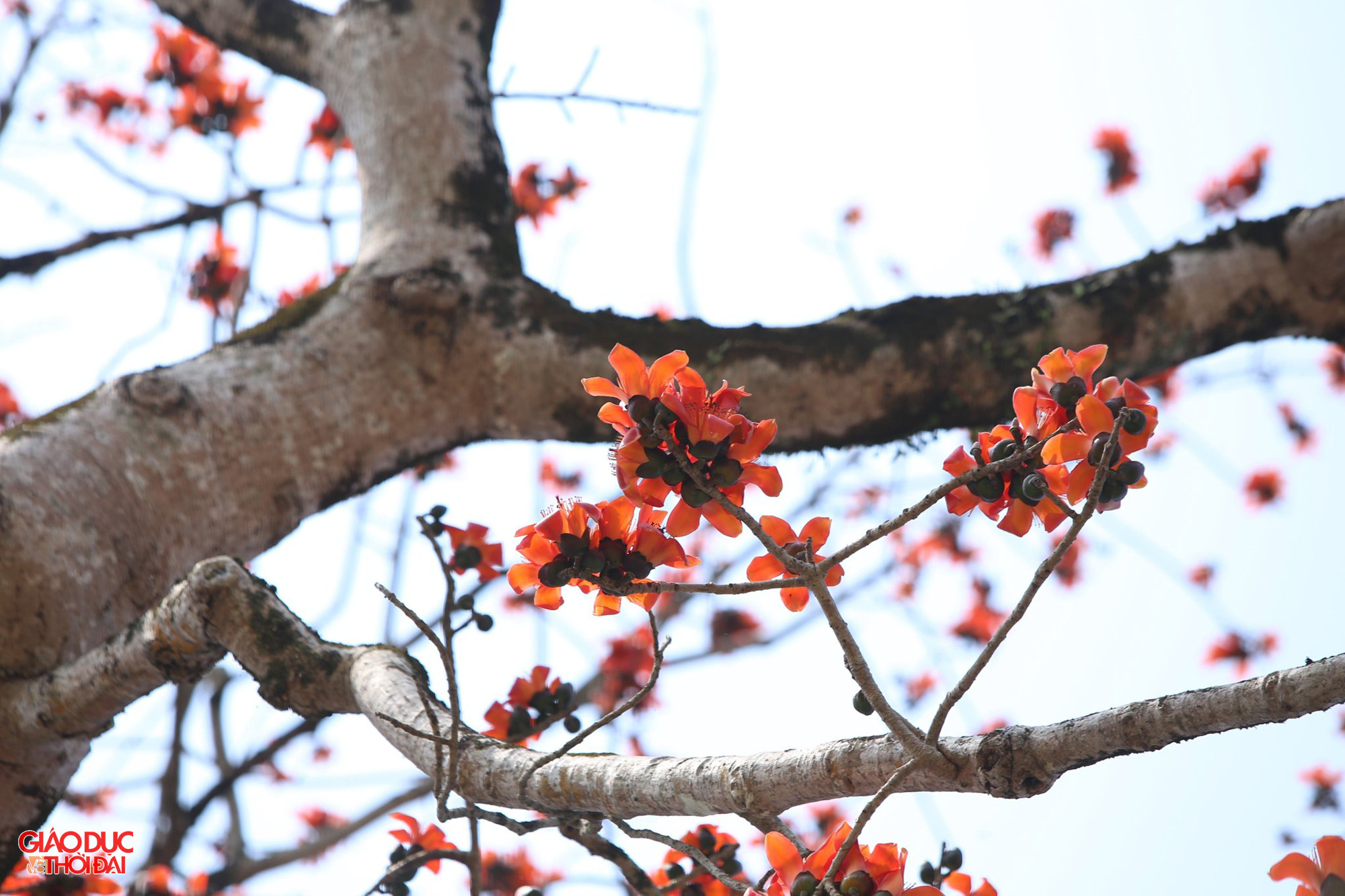 Trải qua những biến cố thăng trầm lịch sử, đến nay cây gạo vẫn phát triển xanh tốt, cứ đến mùa hoa lại thu hút đông đảo du khách tới tham quan, chụp ảnh. Ảnh: Phạm Tâm.