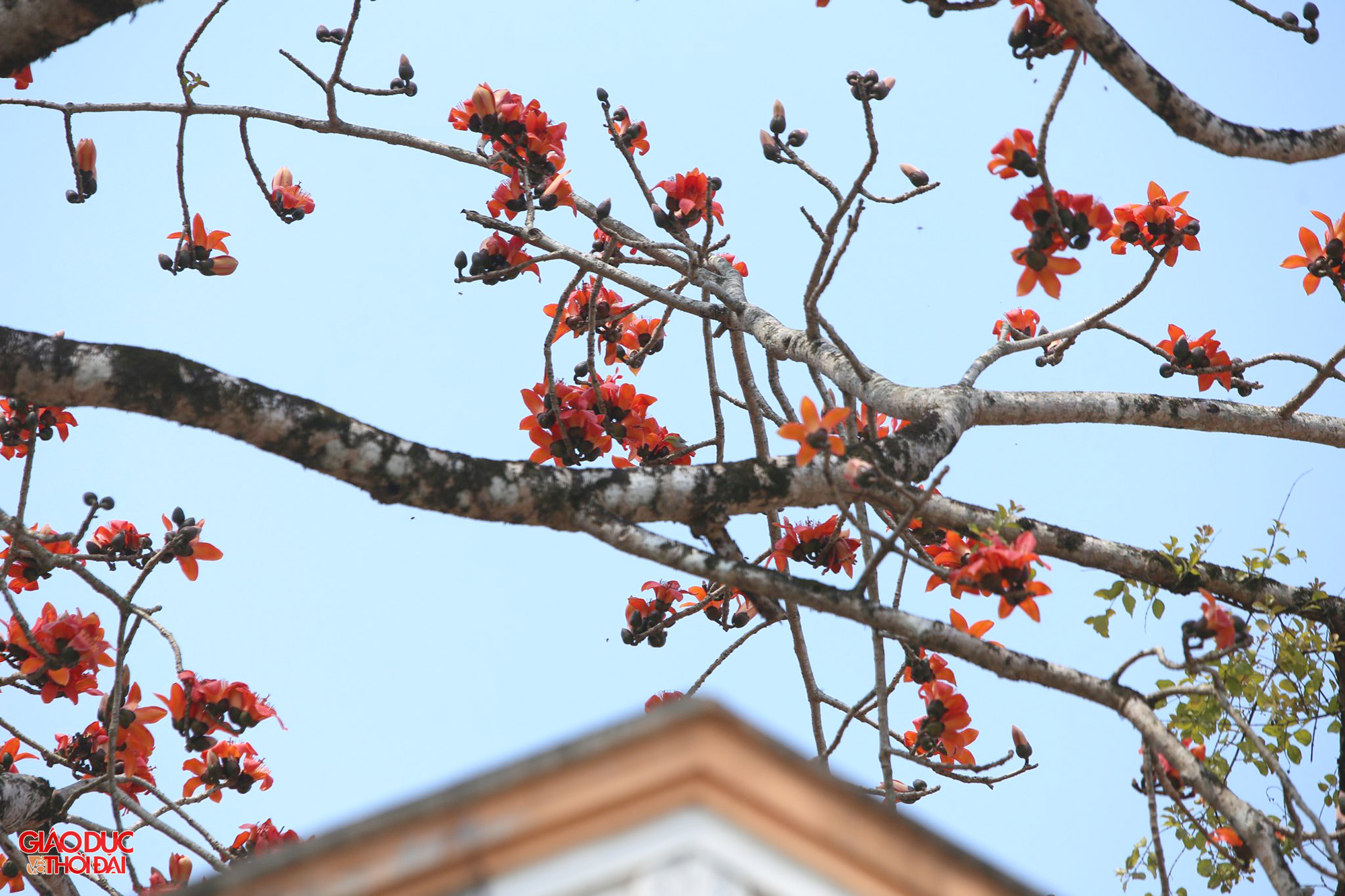 Cây gạo Thanh Nho được xem là một trong những cây gạo cổ thụ đẹp nhất tỉnh Nghệ An. Mỗi mùa hoa về, cây gạo nở hoa rực rỡ, góp phần làm đẹp cảnh quan và là niềm tự hào của người dân địa phương. Ảnh: Phạm Tâm.