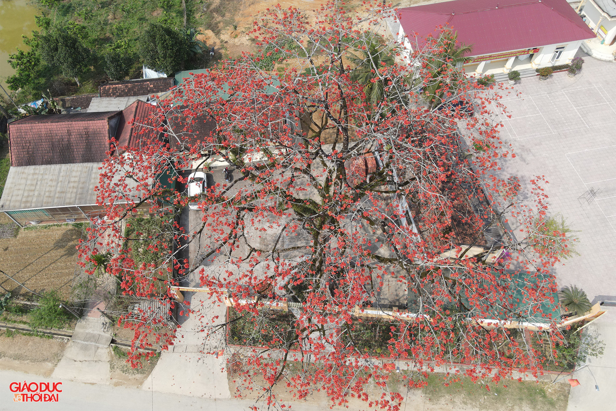 Ông Trần Đình Truyền - Chủ tịch UBND xã Thanh Nho cho biết, cây gạo này tồn tại từ lâu đời, người dân địa phương không ai biết rõ cây gạo có từ thời nào, ước chừng hơn 100 năm trước. Do nằm trên địa bàn xã Thanh Nho, nên người dân các xã lân cận quen gọi là cây gạo Thanh Nho. Ảnh: Phạm Tâm.