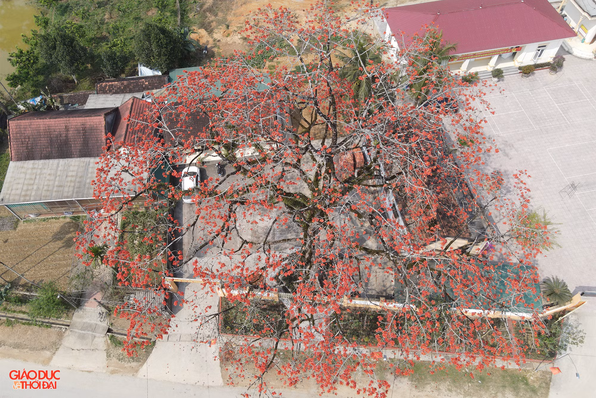 Ông Trần Đình Truyền - Chủ tịch UBND xã Thanh Nho cho biết, cây gạo này tồn tại từ lâu đời, người dân địa phương không ai biết rõ cây gạo có từ thời nào, ước chừng hơn 100 năm trước. Do nằm trên địa bàn xã Thanh Nho, nên người dân các xã lân cận quen gọi là cây gạo Thanh Nho. Ảnh: Phạm Tâm.