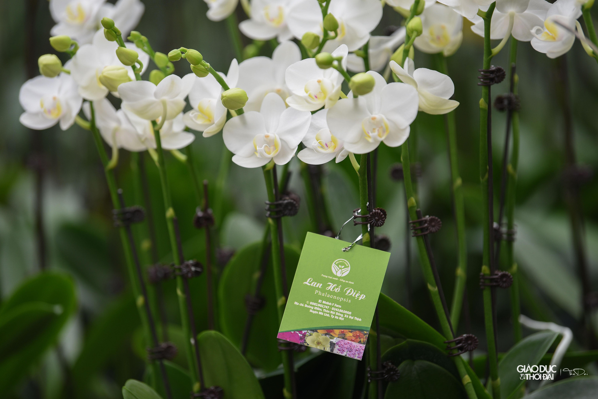 Nhiều chậu lan hồ điệp đã có khách hàng đặt trước. Nhiều chậu lan hồ điệp đã có khách hàng đặt trước.