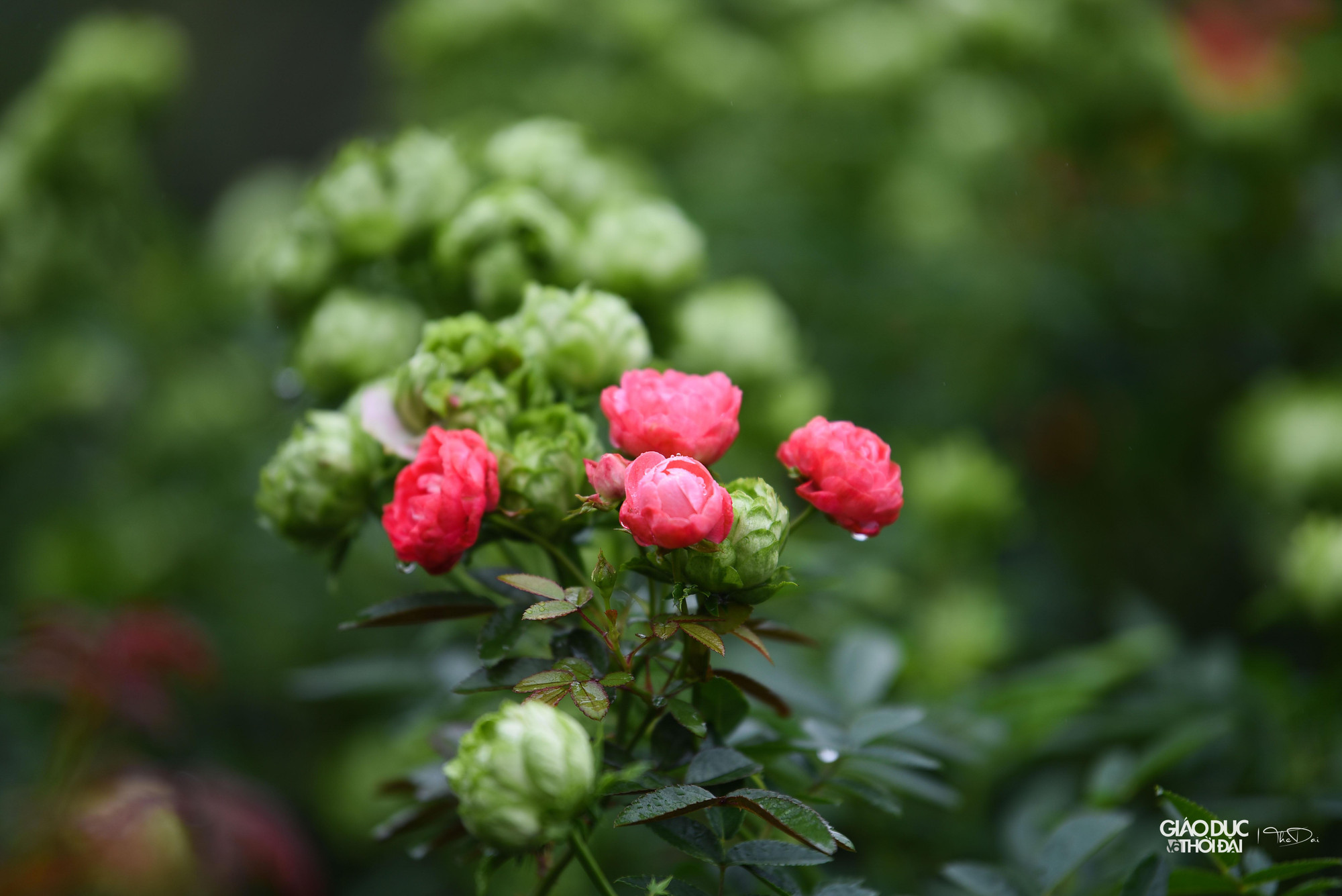 Hoa hồng, loài hoa chủ đạo của huyện Mê Linh. Hoa hồng, loài hoa chủ đạo của huyện Mê Linh.