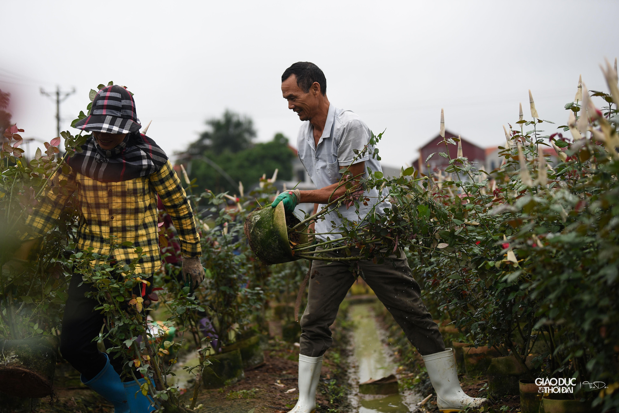 Người dân huyện Mê Linh cũng như những hộ trồng hoa tất bật chuẩn bị cho chuỗi sự kiện này. Người dân huyện Mê Linh cũng như những hộ trồng hoa tất bật chuẩn bị cho chuỗi sự kiện này.