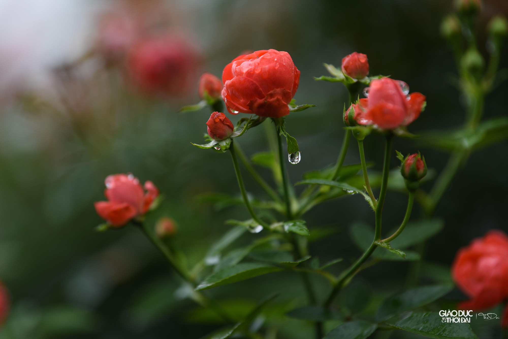 Hoa hồng, loài hoa chủ đạo của huyện Mê Linh. Hoa hồng, loài hoa chủ đạo của huyện Mê Linh.