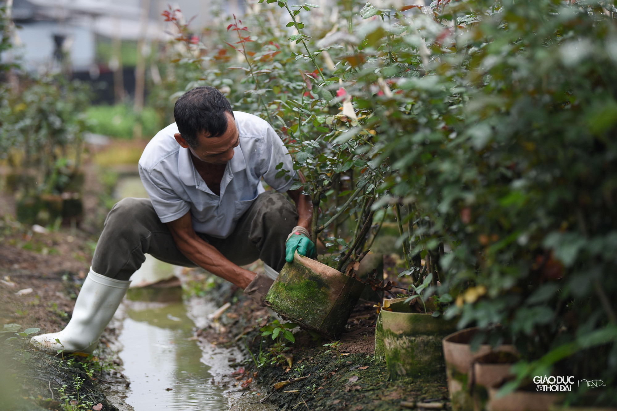 Người dân huyện Mê Linh cũng như những hộ trồng hoa tất bật chuẩn bị cho chuỗi sự kiện này. Người dân huyện Mê Linh cũng như những hộ trồng hoa tất bật chuẩn bị cho chuỗi sự kiện này.