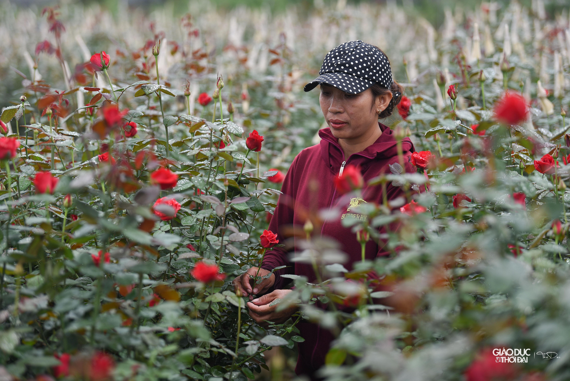 'Qua các lớp tập huấn chuyển đổi khoa học kỹ thuật với các hộ trồng hoa, phòng Kinh tế là cơ quan tham mưu đã phối hợp cùng các phòng ban, cơ quan chức năng tuyên truyền, vận động, hướng dẫn các hộ trong việc ứng dụng khoa học kỹ thuật trong việc chăm sóc cũng như đẩy mạnh chuỗi cung ứng cho thị trường' - Ông Phan cho biết thêm. 'Qua các lớp tập huấn chuyển đổi khoa học kỹ thuật với các hộ trồng hoa, phòng Kinh tế là cơ quan tham mưu đã phối hợp cùng các phòng ban, cơ quan chức năng tuyên truyền, vận động, hướng dẫn các hộ trong việc ứng dụng khoa học kỹ thuật trong việc chăm sóc cũng như đẩy mạnh chuỗi cung ứng cho thị trường' - Ông Phan cho biết thêm.