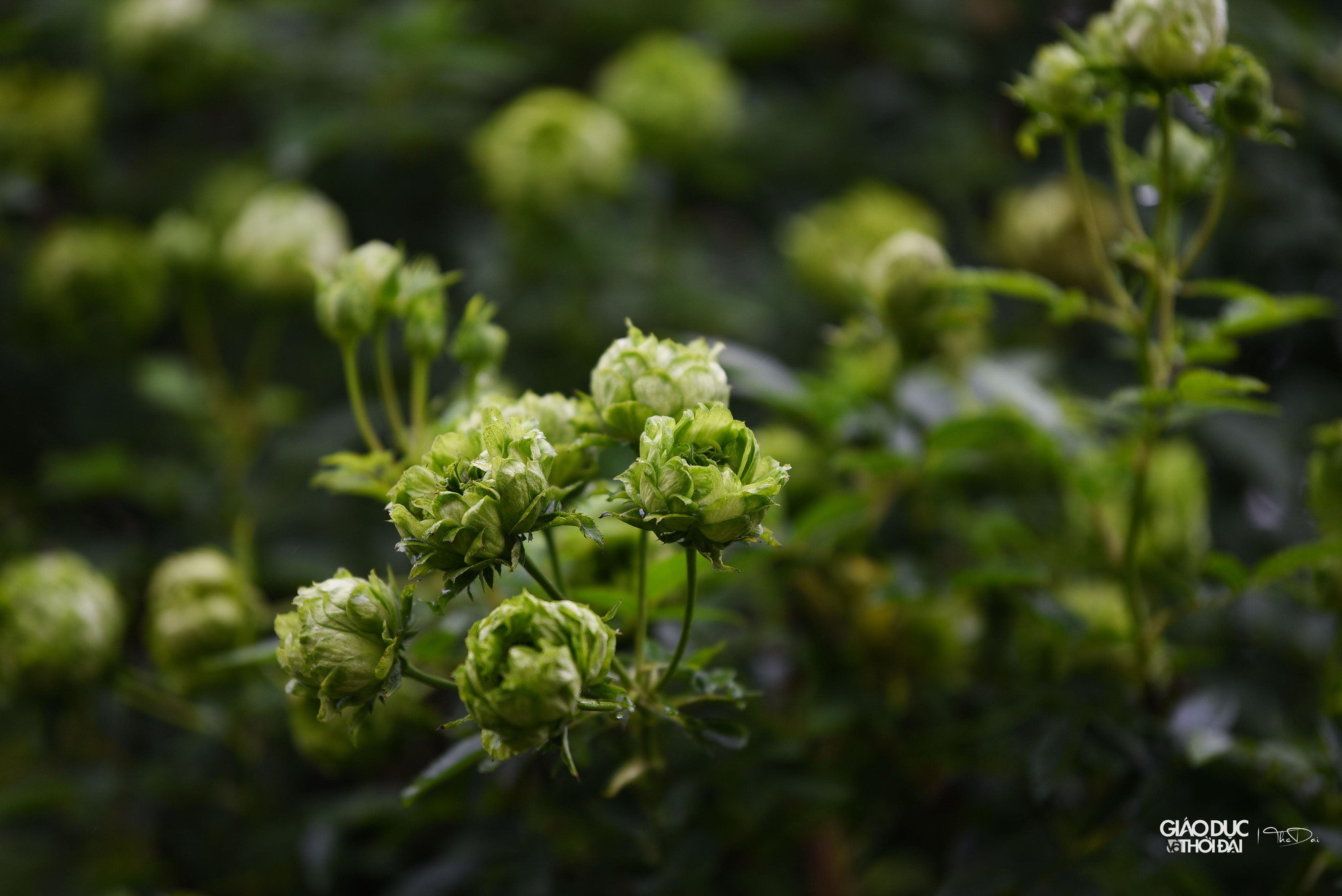 Hoa hồng, loài hoa chủ đạo của huyện Mê Linh. Hoa hồng, loài hoa chủ đạo của huyện Mê Linh.