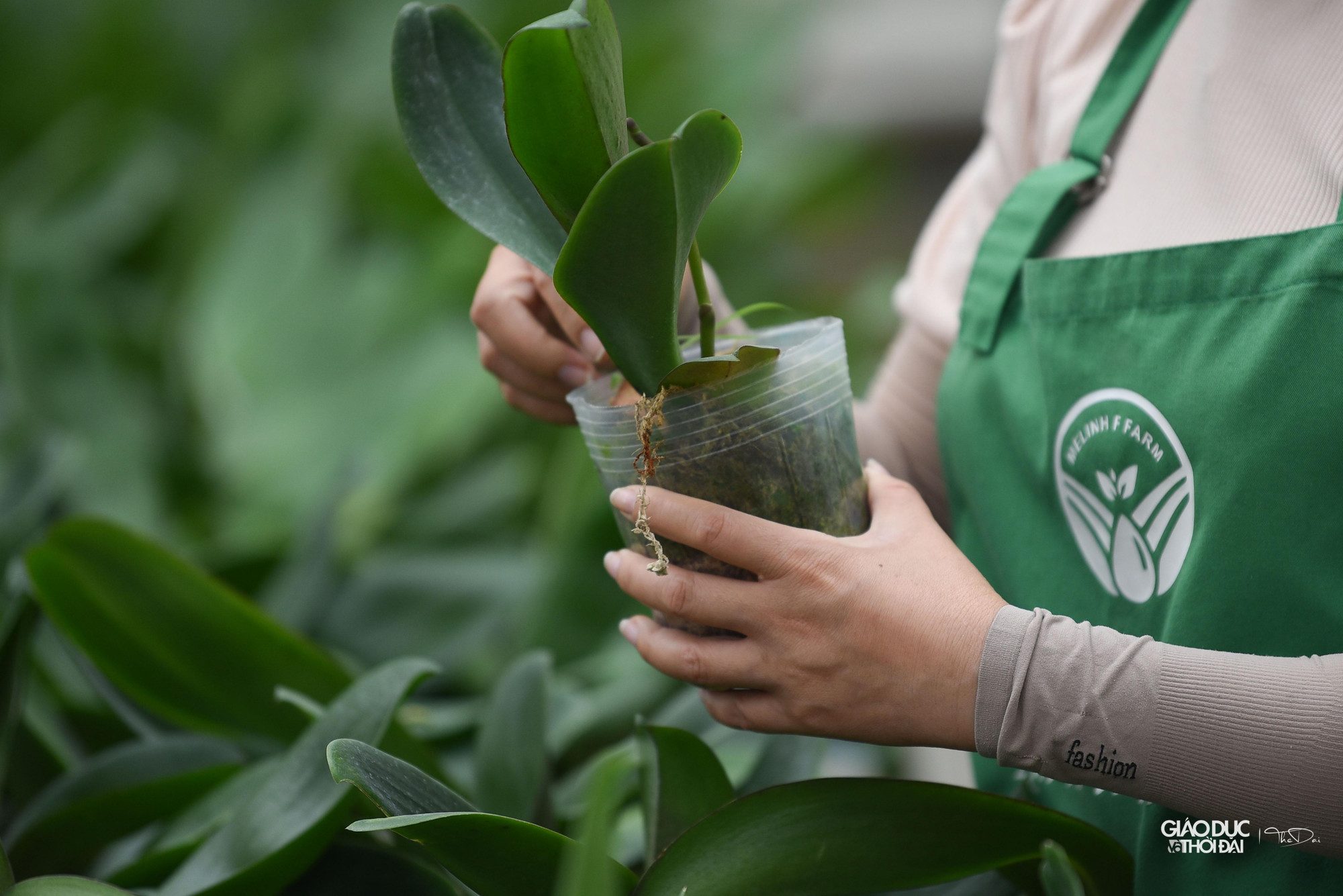 Những ứng dụng khoa học kỹ thuật cho từng khâu đã được thực hiện cho kết quả rất tốt tại đây. Những ứng dụng khoa học kỹ thuật cho từng khâu đã được thực hiện cho kết quả rất tốt tại đây.