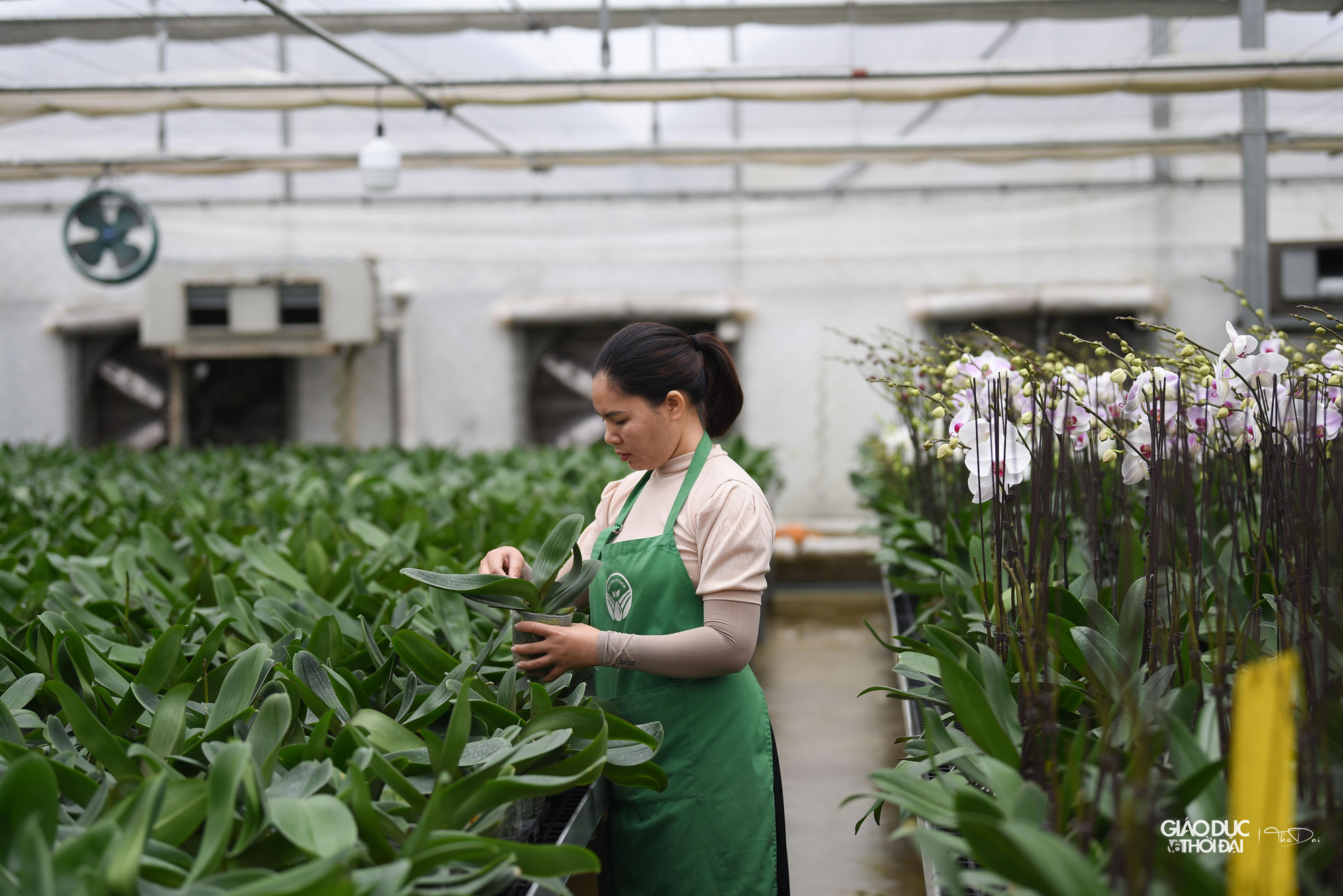 Vườn hoa lan được trồng, chăm sóc tại huyện Mê Linh. Vườn hoa lan được trồng, chăm sóc tại huyện Mê Linh.