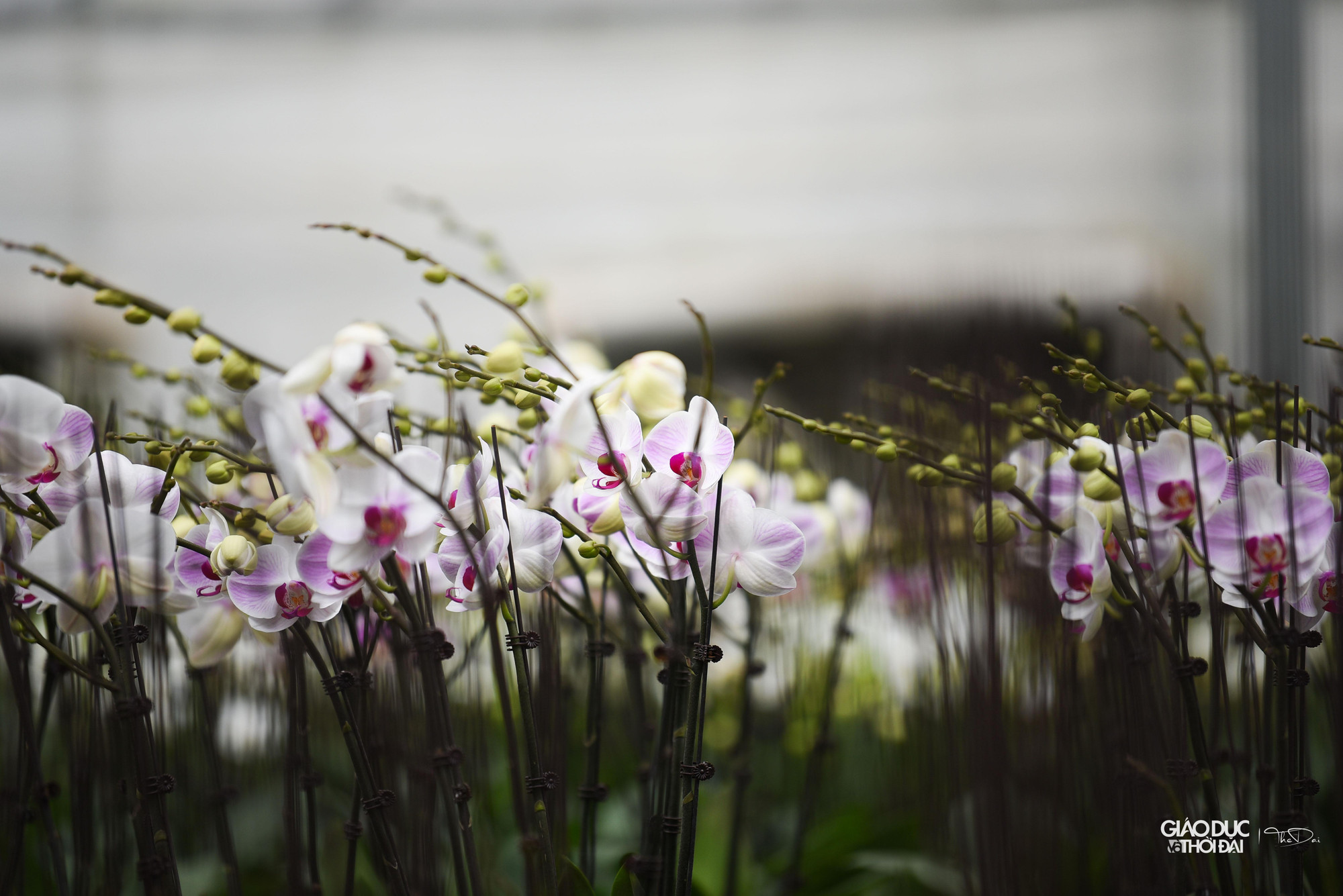 Những ứng dụng khoa học kỹ thuật cho từng khâu đã được thực hiện cho kết quả rất tốt tại đây. Những ứng dụng khoa học kỹ thuật cho từng khâu đã được thực hiện cho kết quả rất tốt tại đây.