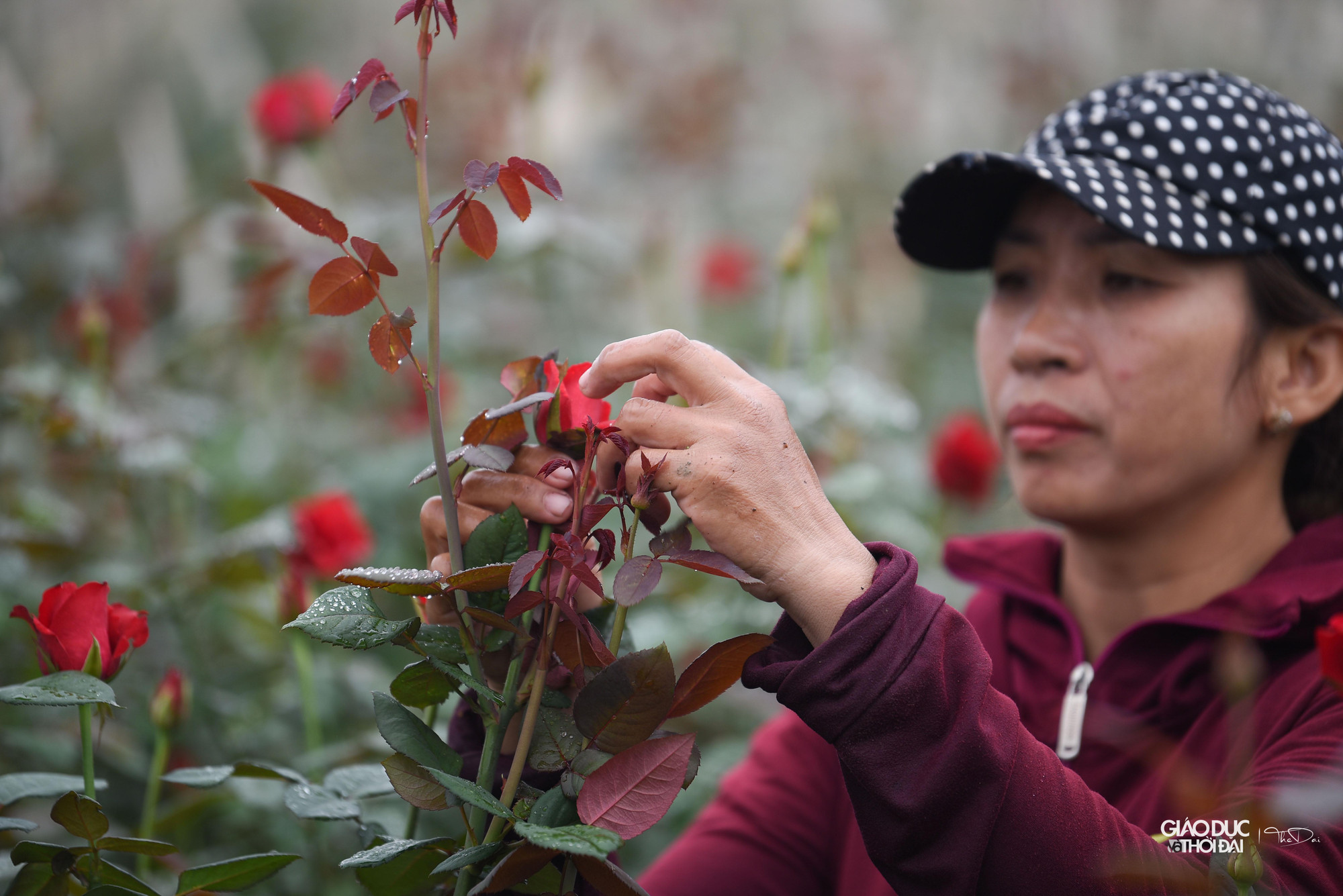'Qua các lớp tập huấn chuyển đổi khoa học kỹ thuật với các hộ trồng hoa, phòng Kinh tế là cơ quan tham mưu đã phối hợp cùng các phòng ban, cơ quan chức năng tuyên truyền, vận động, hướng dẫn các hộ trong việc ứng dụng khoa học kỹ thuật trong việc chăm sóc cũng như đẩy mạnh chuỗi cung ứng cho thị trường' - Ông Phan cho biết thêm. 'Qua các lớp tập huấn chuyển đổi khoa học kỹ thuật với các hộ trồng hoa, phòng Kinh tế là cơ quan tham mưu đã phối hợp cùng các phòng ban, cơ quan chức năng tuyên truyền, vận động, hướng dẫn các hộ trong việc ứng dụng khoa học kỹ thuật trong việc chăm sóc cũng như đẩy mạnh chuỗi cung ứng cho thị trường' - Ông Phan cho biết thêm.