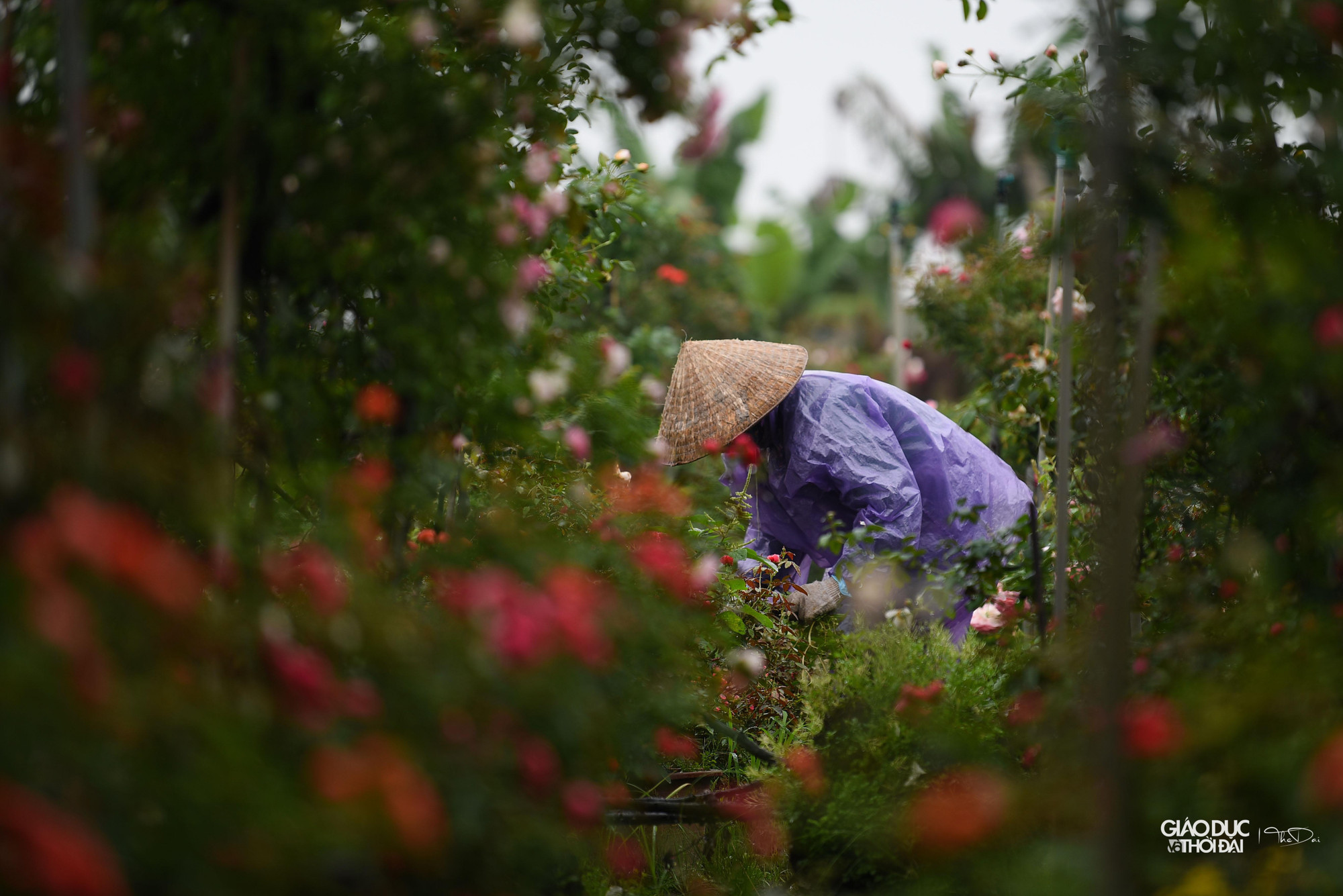Những hộ trồng hoa đã chuẩn bị sẵn sàng cho chuỗi sự kiện sắp tới. Những hộ trồng hoa đã chuẩn bị sẵn sàng cho chuỗi sự kiện sắp tới.