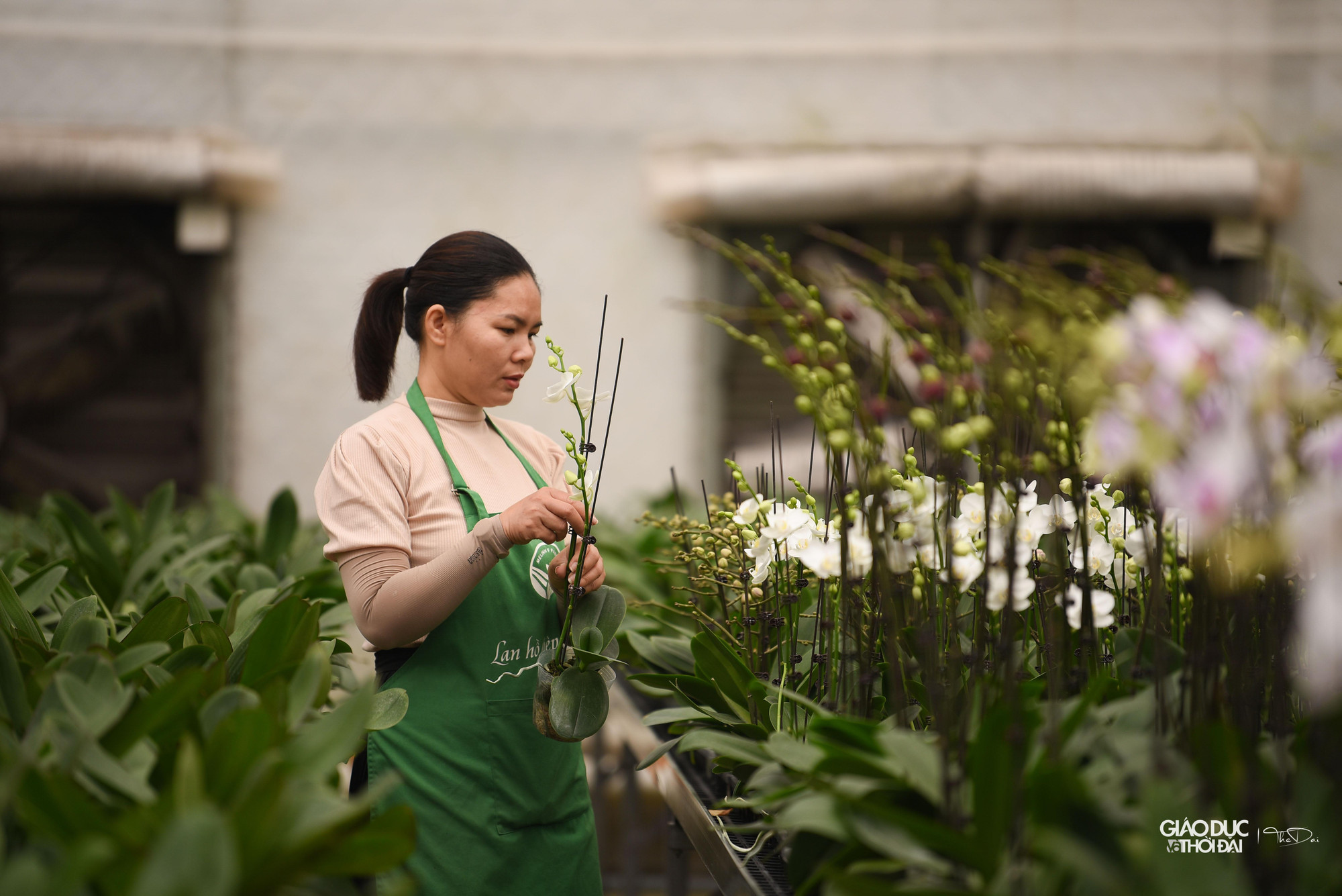 Toàn bộ hoa lan tại cơ sở đều đã chuẩn bị sẵn sàng cho Festival cũng như phục vụ các dịp lễ tết. Toàn bộ hoa lan tại cơ sở đều đã chuẩn bị sẵn sàng cho Festival cũng như phục vụ các dịp lễ tết.