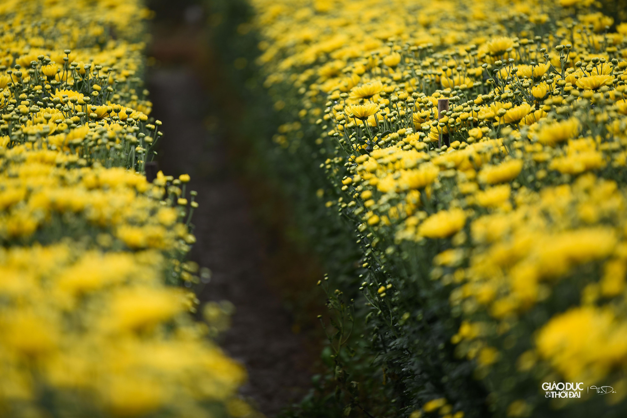 'Qua các lớp tập huấn chuyển đổi khoa học kỹ thuật với các hộ trồng hoa, phòng Kinh tế là cơ quan tham mưu đã phối hợp cùng các phòng ban, cơ quan chức năng tuyên truyền, vận động, hướng dẫn các hộ trong việc ứng dụng khoa học kỹ thuật trong việc chăm sóc cũng như đẩy mạnh chuỗi cung ứng cho thị trường' - Ông Phan cho biết thêm. 'Qua các lớp tập huấn chuyển đổi khoa học kỹ thuật với các hộ trồng hoa, phòng Kinh tế là cơ quan tham mưu đã phối hợp cùng các phòng ban, cơ quan chức năng tuyên truyền, vận động, hướng dẫn các hộ trong việc ứng dụng khoa học kỹ thuật trong việc chăm sóc cũng như đẩy mạnh chuỗi cung ứng cho thị trường' - Ông Phan cho biết thêm.