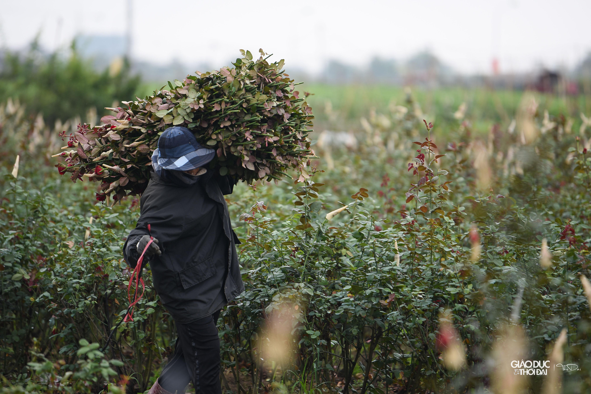 Người dân huyện Mê Linh cũng như những hộ trồng hoa tất bật chuẩn bị cho chuỗi sự kiện này. Người dân huyện Mê Linh cũng như những hộ trồng hoa tất bật chuẩn bị cho chuỗi sự kiện này.