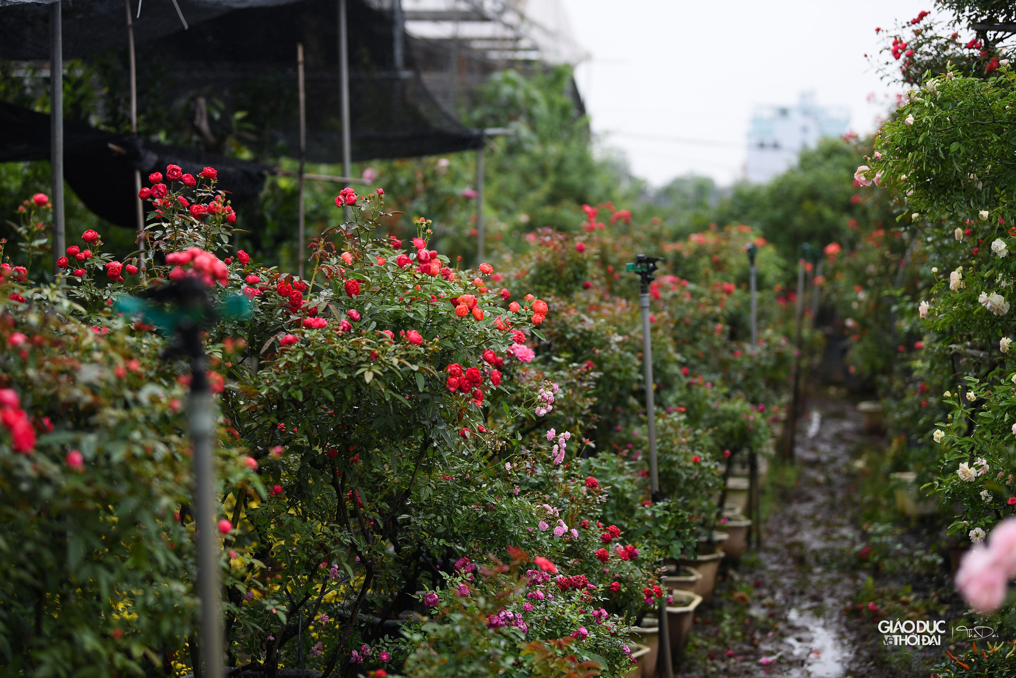 Những hộ trồng hoa đã chuẩn bị sẵn sàng cho chuỗi sự kiện sắp tới. Những hộ trồng hoa đã chuẩn bị sẵn sàng cho chuỗi sự kiện sắp tới.