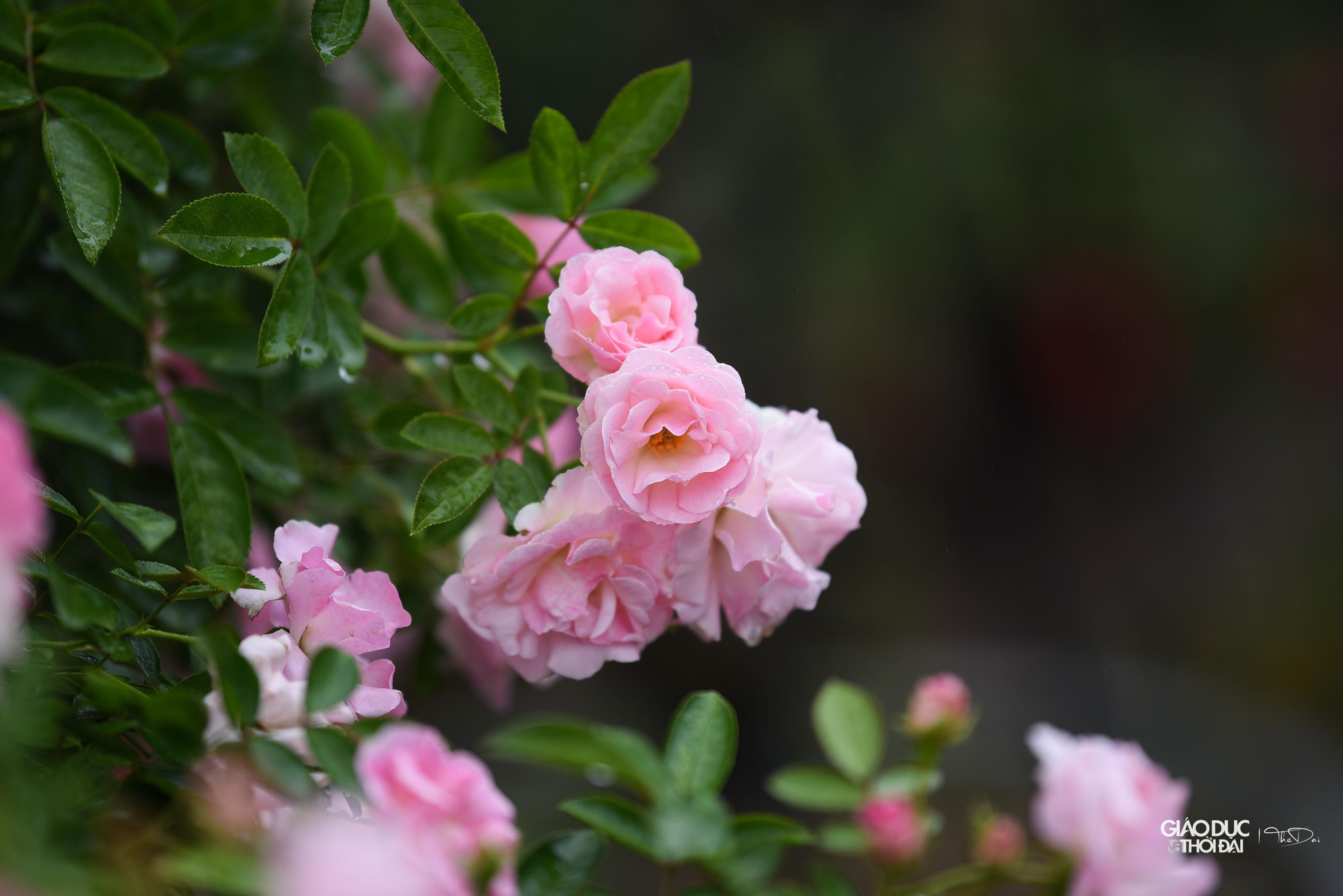 Hoa hồng, loài hoa chủ đạo của huyện Mê Linh. Hoa hồng, loài hoa chủ đạo của huyện Mê Linh.