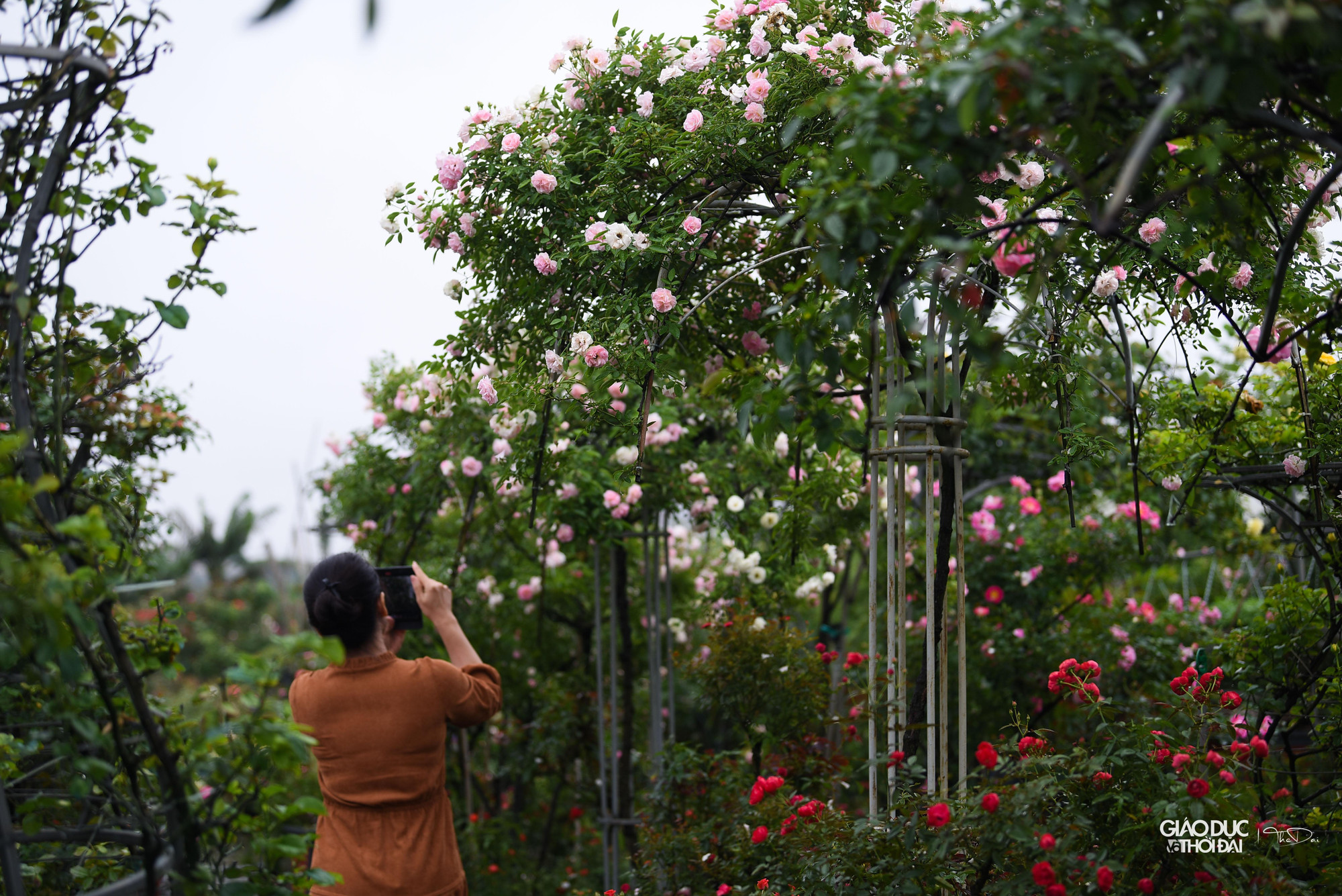 Những hộ trồng hoa đã chuẩn bị sẵn sàng cho chuỗi sự kiện sắp tới. Những hộ trồng hoa đã chuẩn bị sẵn sàng cho chuỗi sự kiện sắp tới.