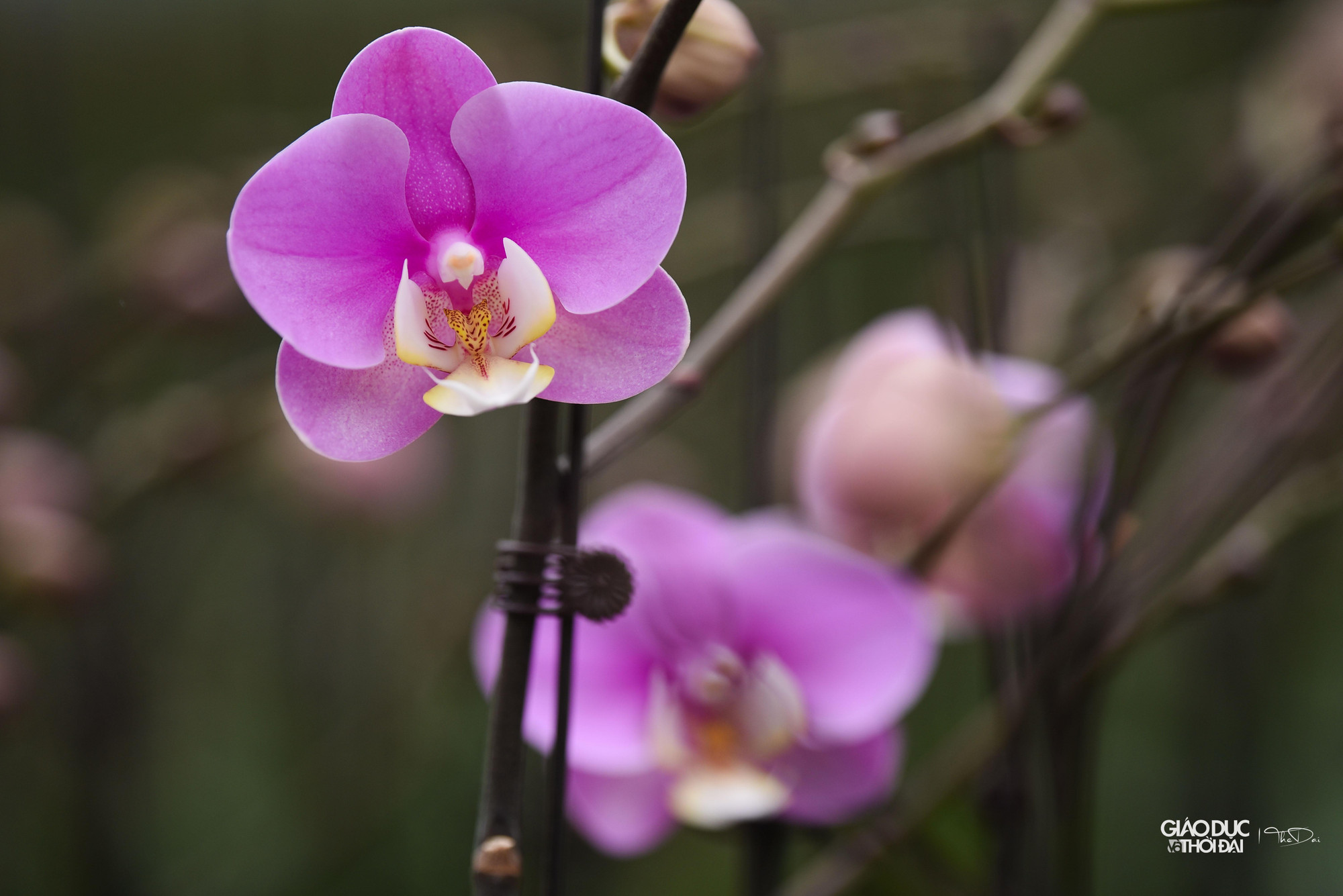 Những ứng dụng khoa học kỹ thuật cho từng khâu đã được thực hiện cho kết quả rất tốt tại đây. Những ứng dụng khoa học kỹ thuật cho từng khâu đã được thực hiện cho kết quả rất tốt tại đây.