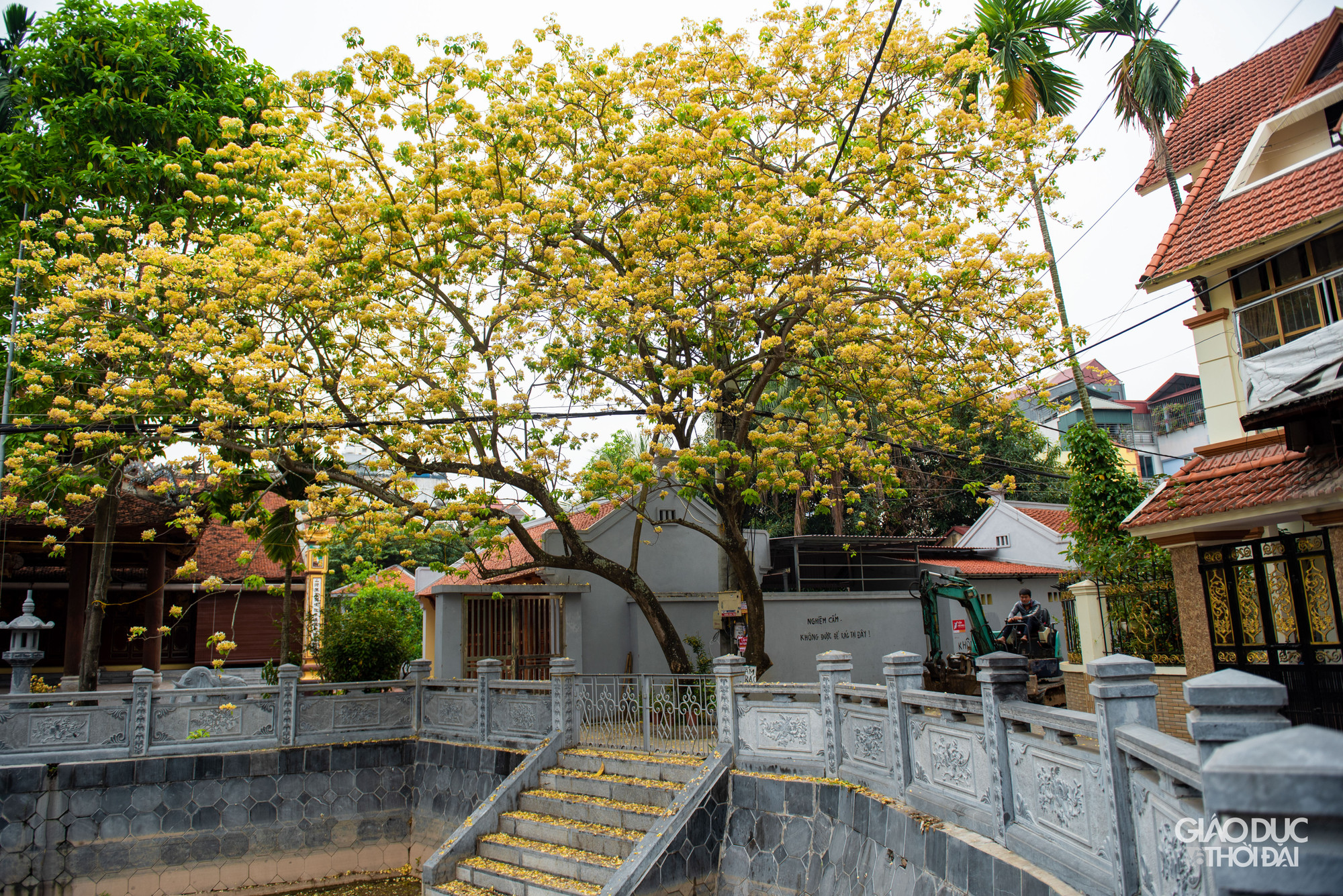 Cây cao chừng 30 mét, tán rộng xum xuê làm nổi bật một góc đình. Nhìn từ xa, cây hoa bún bung nở rực rỡ như một mâm xôi vàng rực khổng lồ. Cây cao chừng 30 mét, tán rộng xum xuê làm nổi bật một góc đình. Nhìn từ xa, cây hoa bún bung nở rực rỡ như một mâm xôi vàng rực khổng lồ.