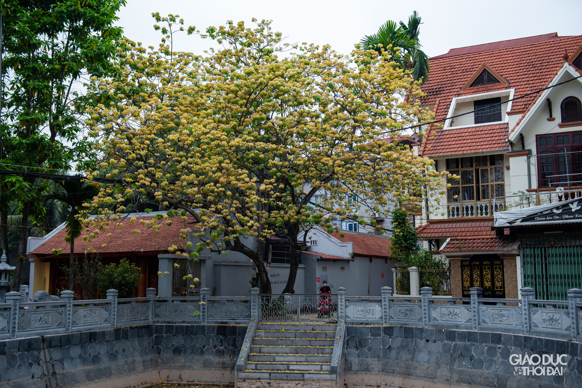 Cây hoa bún còn có tên gọi khác là Bạch Hoa hay Màn Màn. Cây hoa bún còn có tên gọi khác là Bạch Hoa hay Màn Màn.