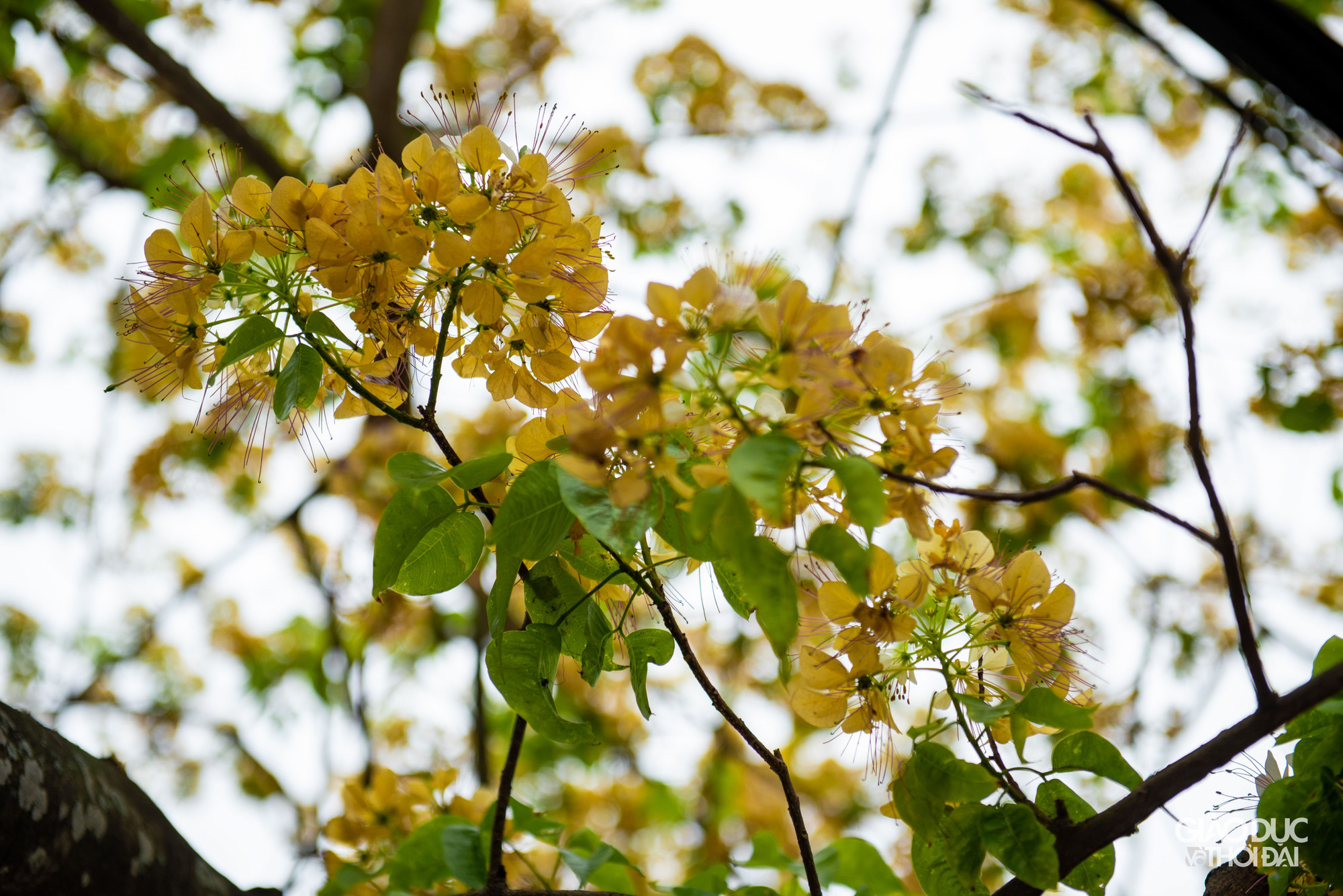 Mỗi hoa mang từ 13 - 18 nhị dài đến cả chục cm, tua nhị đỏ hay tím. Sở dĩ được đặt tên là hoa bún bởi lẽ nhị hoa khi bung nở nhìn rất giống sợi bún. Mỗi hoa mang từ 13 - 18 nhị dài đến cả chục cm, tua nhị đỏ hay tím. Sở dĩ được đặt tên là hoa bún bởi lẽ nhị hoa khi bung nở nhìn rất giống sợi bún.