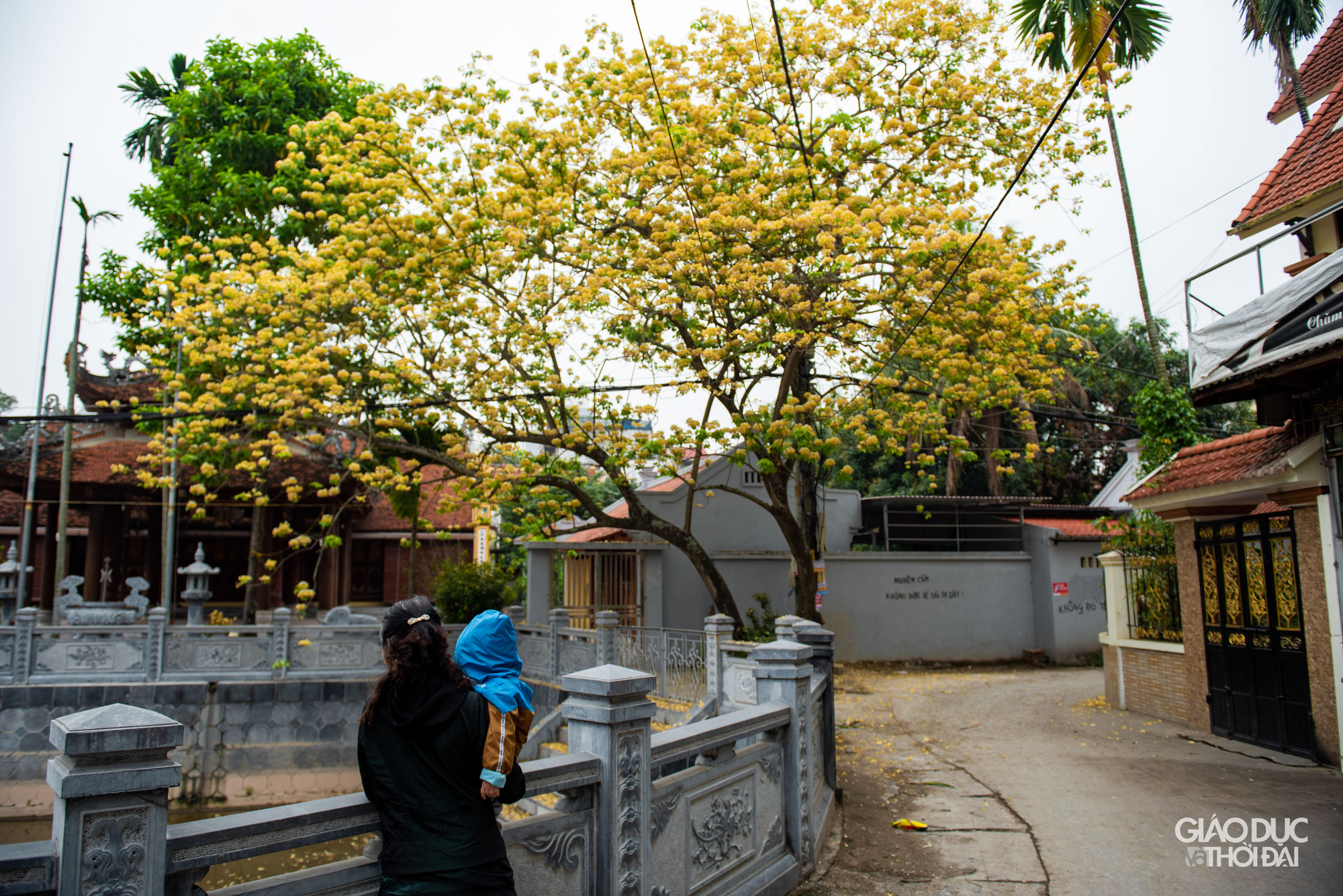 Vẻ đẹp bình dị, thanh tao của hoa bún đình Hà Trì. Vẻ đẹp bình dị, thanh tao của hoa bún đình Hà Trì.