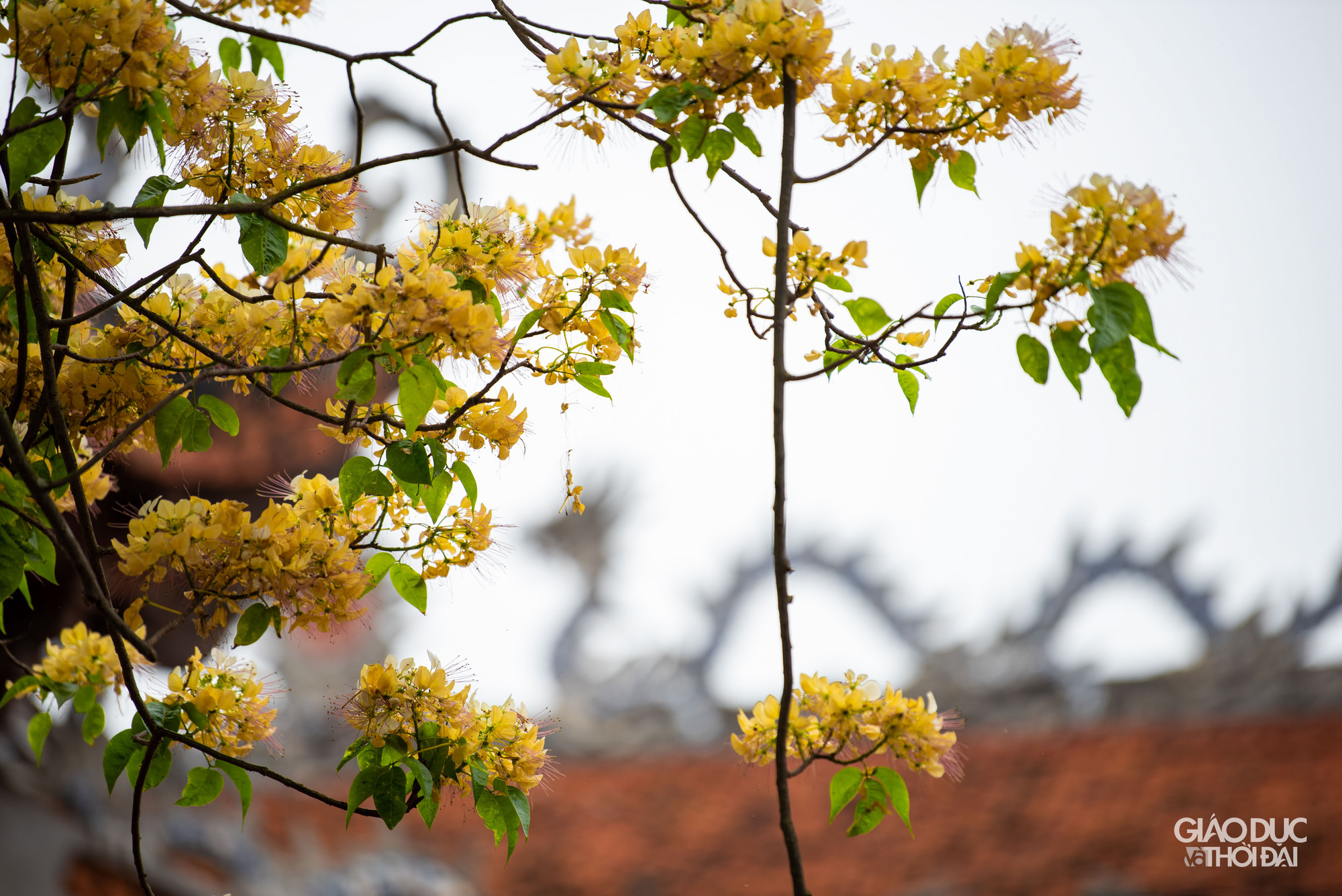 Cuối tháng 3 và đầu tháng 4 là lúc hoa nở rộ đẹp nhất. Sau một tháng hoa sẽ tàn. Hoa bún thường được dùng trang trí trong các lễ hội,... Cuối tháng 3 và đầu tháng 4 là lúc hoa nở rộ đẹp nhất. Sau một tháng hoa sẽ tàn. Hoa bún thường được dùng trang trí trong các lễ hội,...
