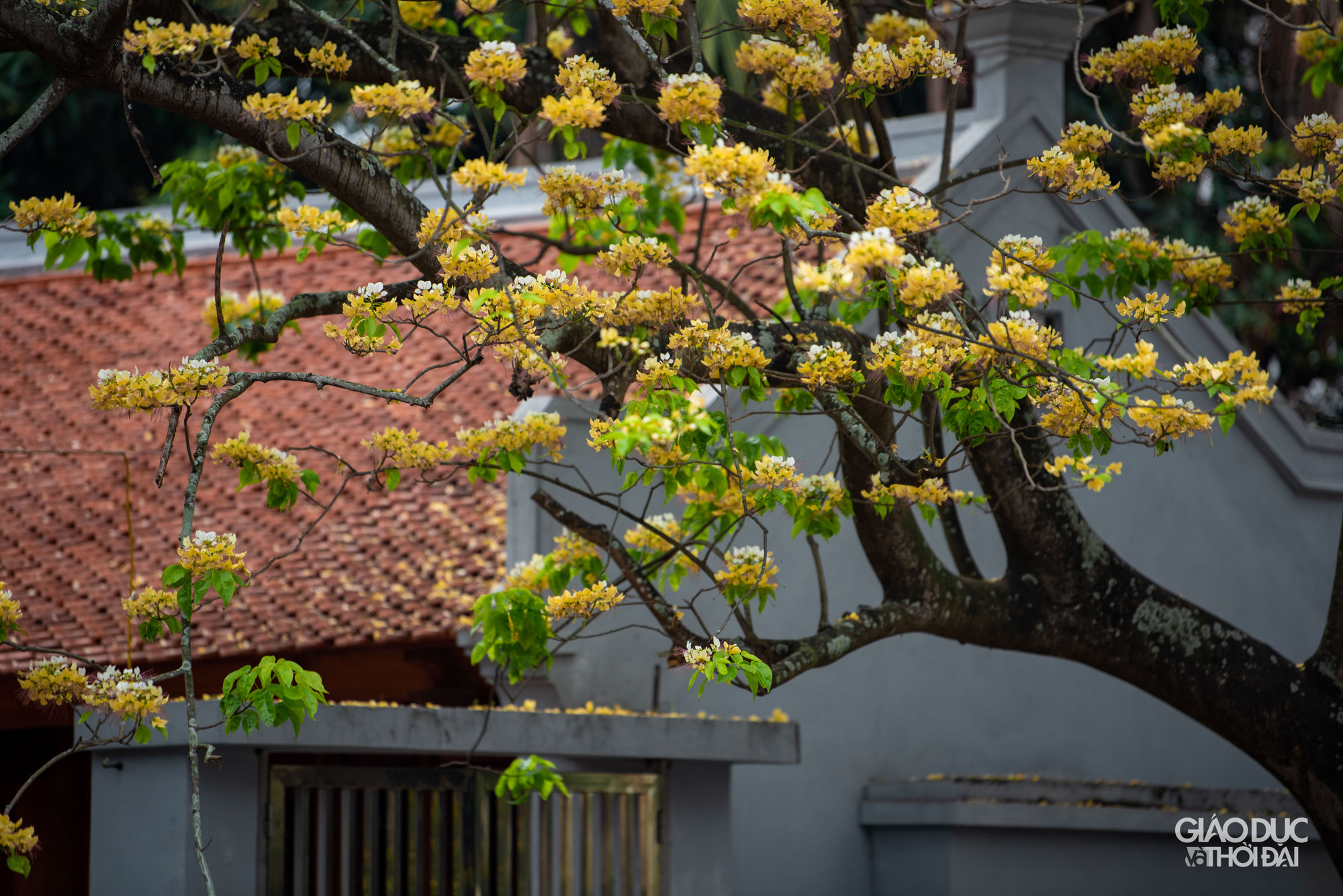 Mỗi hoa mang từ 13 - 18 nhị dài đến cả chục cm, tua nhị đỏ hay tím. Sở dĩ được đặt tên là hoa bún bởi lẽ nhị hoa khi bung nở nhìn rất giống sợi bún. Mỗi hoa mang từ 13 - 18 nhị dài đến cả chục cm, tua nhị đỏ hay tím. Sở dĩ được đặt tên là hoa bún bởi lẽ nhị hoa khi bung nở nhìn rất giống sợi bún.