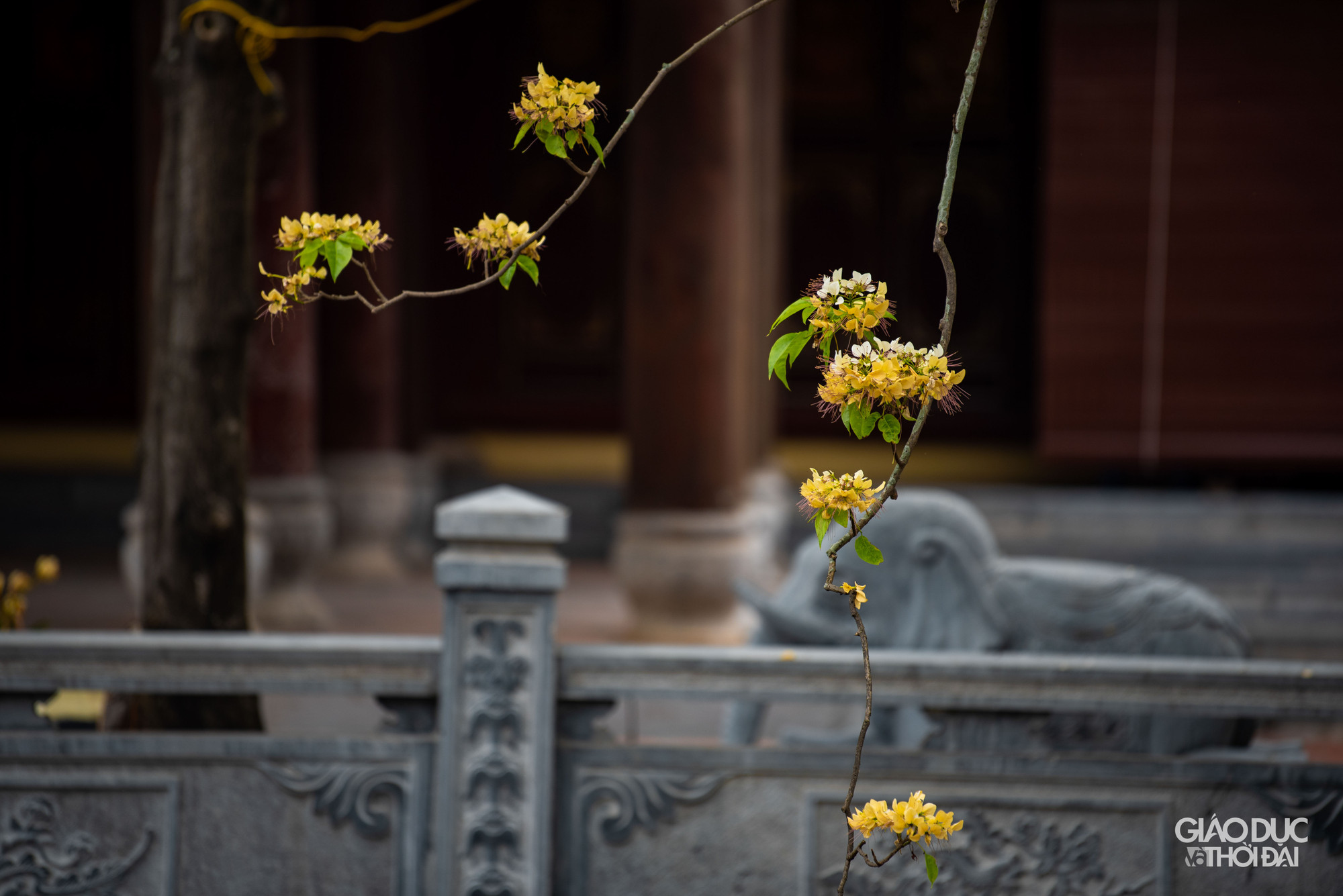 Hoa bún chỉ nở duy nhất một lần trong năm. Hoa bún chỉ nở duy nhất một lần trong năm.