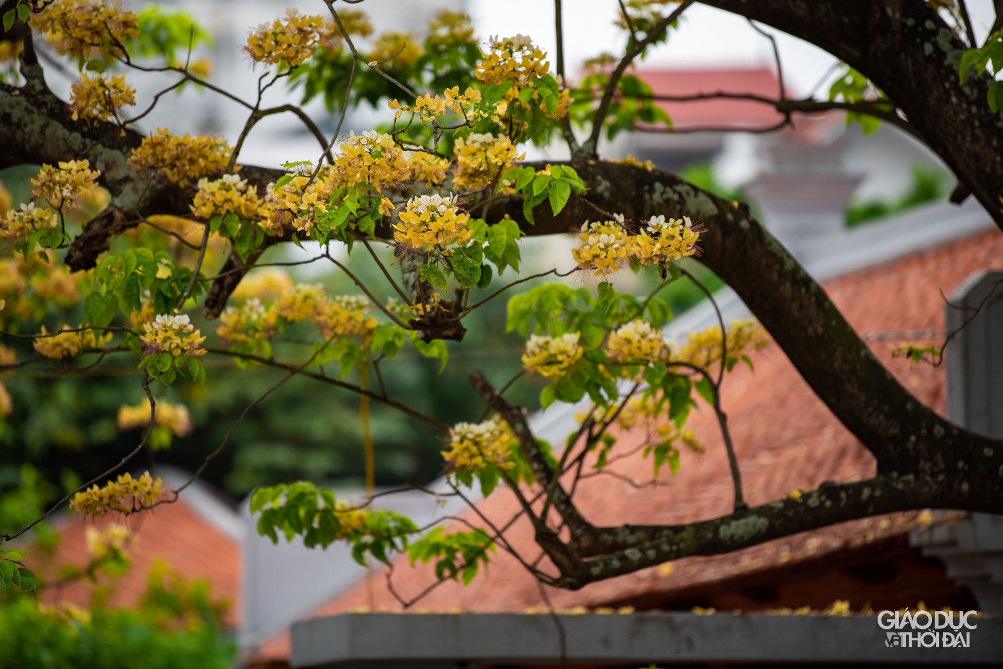 Hoa bún có vẻ đẹp và kết cấu rất đặc biệt. Hoa thường mọc thành từng chùm phía đầu cành. Sắc hoa vàng trắng xen lẫn sắc xanh của lá. Hoa bún có vẻ đẹp và kết cấu rất đặc biệt. Hoa thường mọc thành từng chùm phía đầu cành. Sắc hoa vàng trắng xen lẫn sắc xanh của lá.