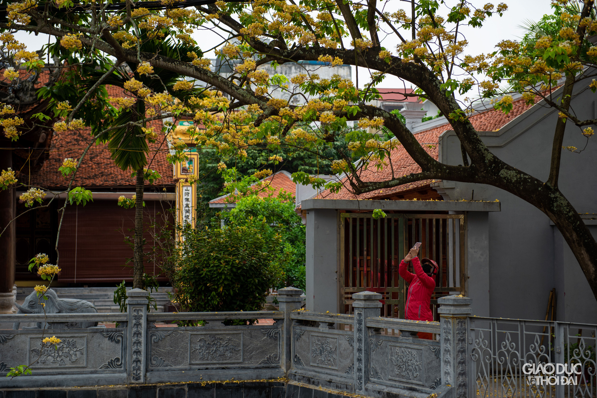 Thời gian gần đây, cây hoa bún đình Hà Trì bỗng trở nên nổi tiếng trên mạng xã hội và được rất nhiều người biết đến bởi vẻ đẹp độc đáo của nó. Rất nhiều bạn trẻ tìm đến đây để check in, tham quan. Thời gian gần đây, cây hoa bún đình Hà Trì bỗng trở nên nổi tiếng trên mạng xã hội và được rất nhiều người biết đến bởi vẻ đẹp độc đáo của nó. Rất nhiều bạn trẻ tìm đến đây để check in, tham quan.