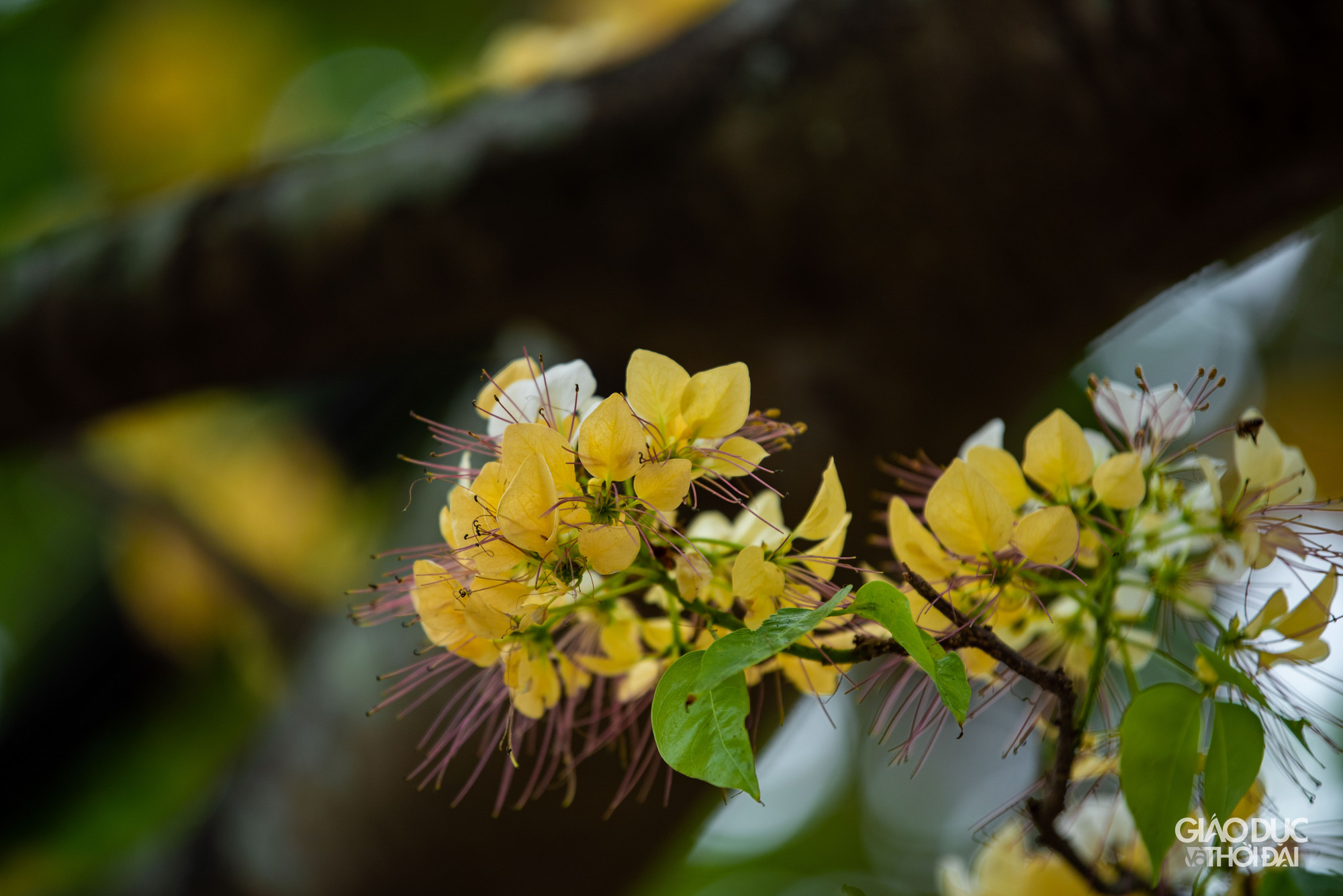 Hoa bún có vẻ đẹp và kết cấu rất đặc biệt. Hoa thường mọc thành từng chùm phía đầu cành. Sắc hoa vàng trắng xen lẫn sắc xanh của lá. Hoa bún có vẻ đẹp và kết cấu rất đặc biệt. Hoa thường mọc thành từng chùm phía đầu cành. Sắc hoa vàng trắng xen lẫn sắc xanh của lá.