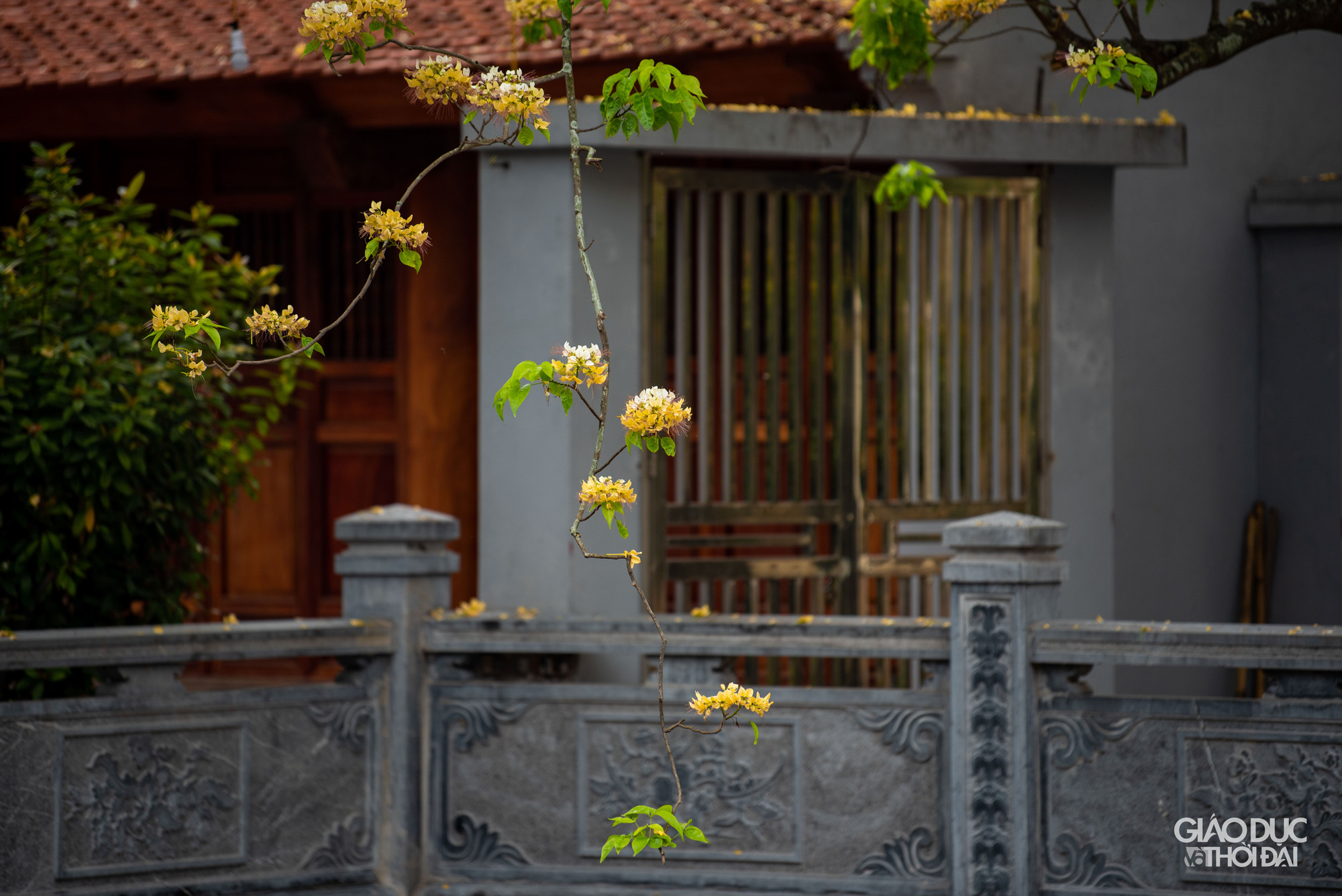 Mỗi hoa mang từ 13 - 18 nhị dài đến cả chục cm, tua nhị đỏ hay tím. Sở dĩ được đặt tên là hoa bún bởi lẽ nhị hoa khi bung nở nhìn rất giống sợi bún. Mỗi hoa mang từ 13 - 18 nhị dài đến cả chục cm, tua nhị đỏ hay tím. Sở dĩ được đặt tên là hoa bún bởi lẽ nhị hoa khi bung nở nhìn rất giống sợi bún.